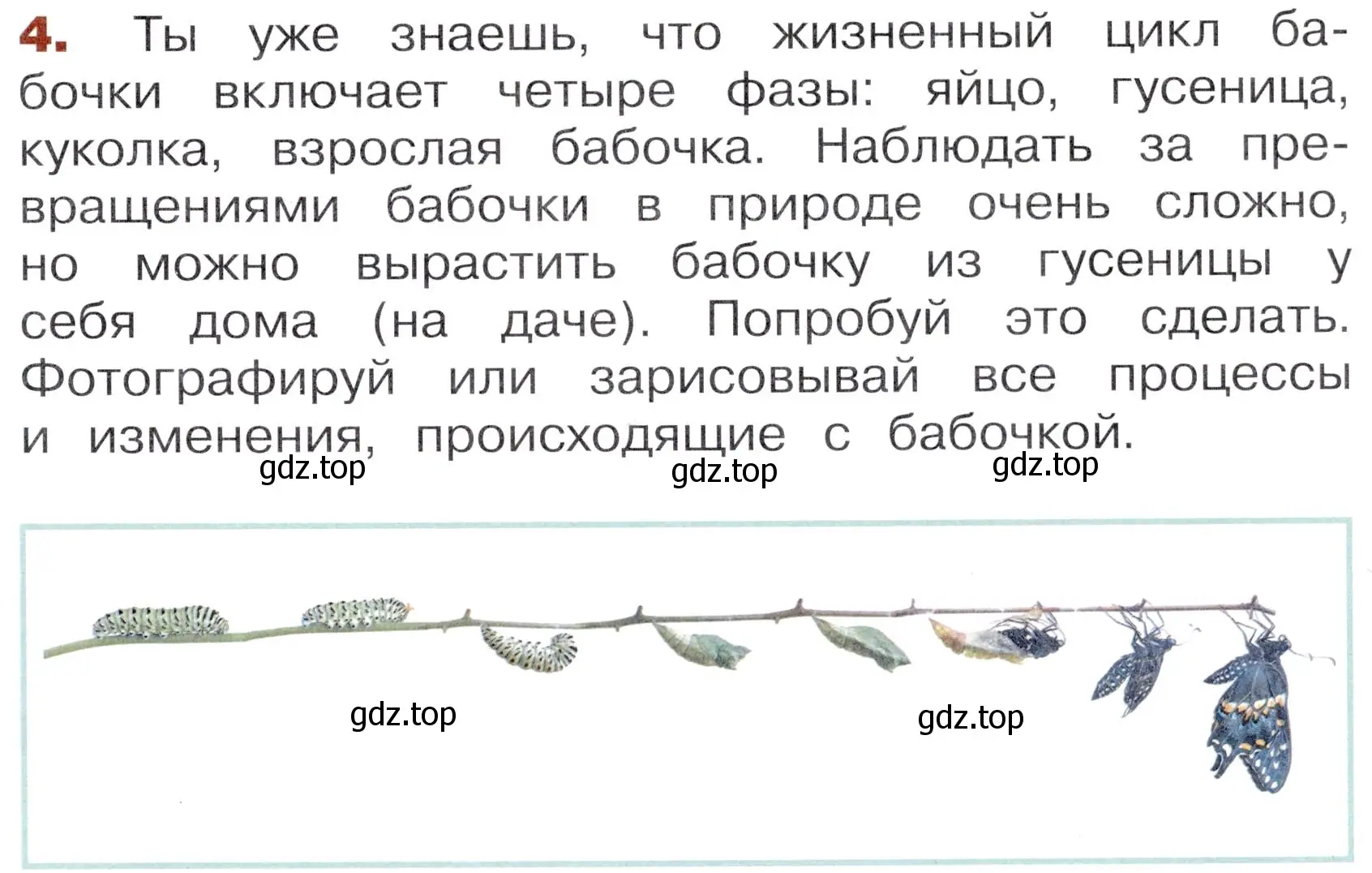 Условие номер 4 (страница 53) гдз по окружающему миру 3 класс Казанцева, Архипова, летние задания