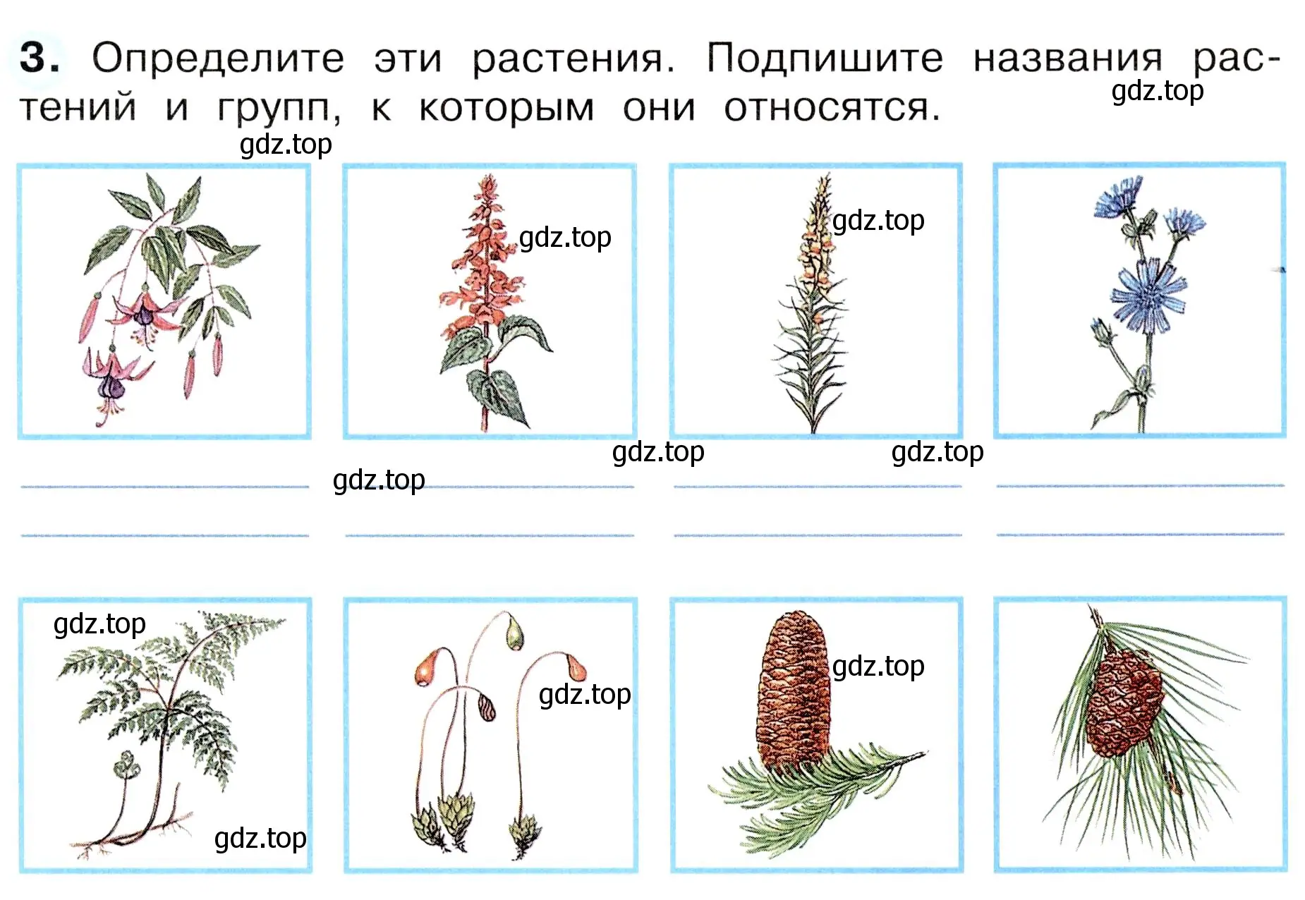 Условие номер 3 (страница 53) гдз по окружающему миру 3 класс Плешаков, Новицкая, рабочая тетрадь 1 часть