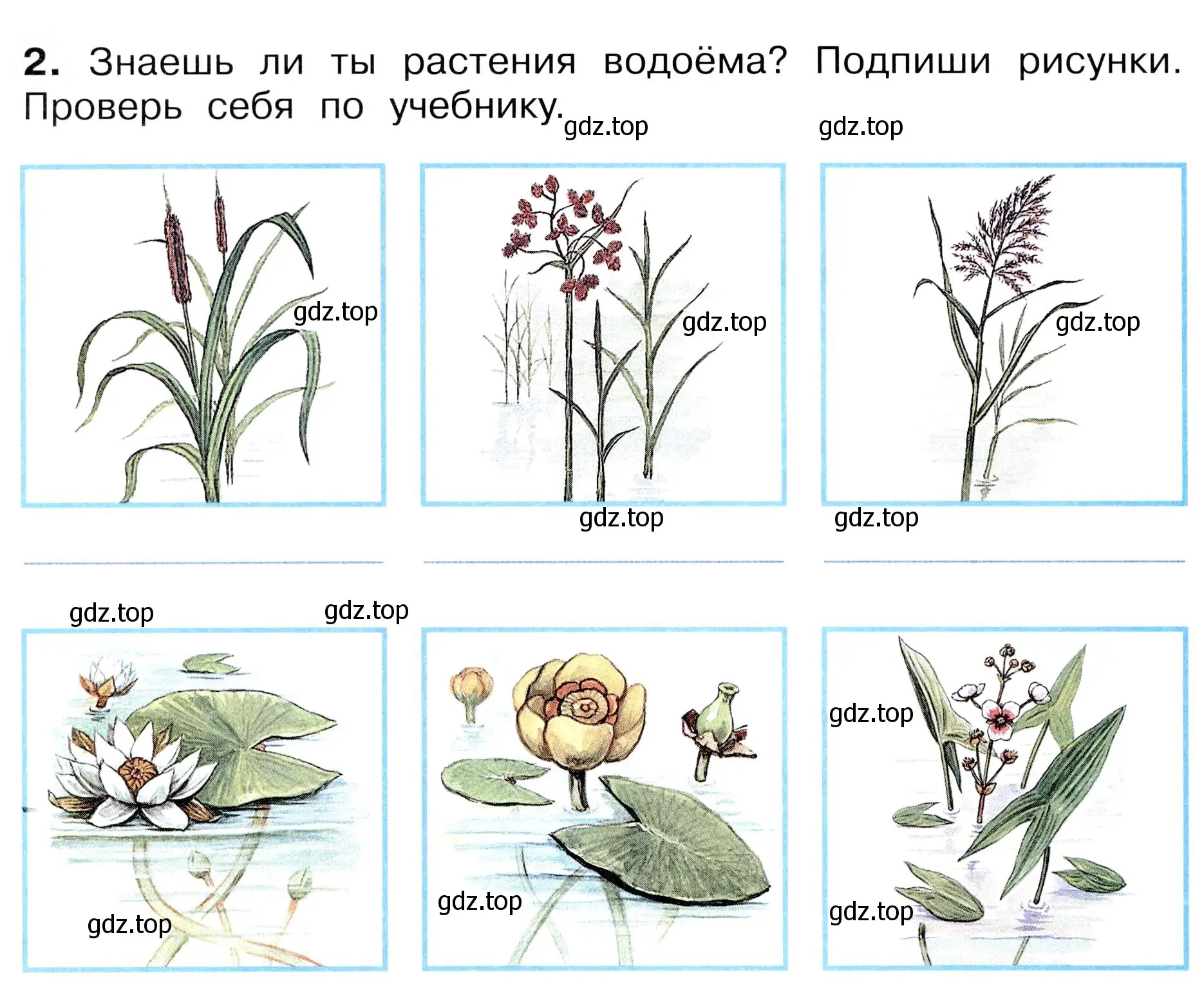 Условие номер 2 (страница 74) гдз по окружающему миру 3 класс Плешаков, Новицкая, рабочая тетрадь 1 часть