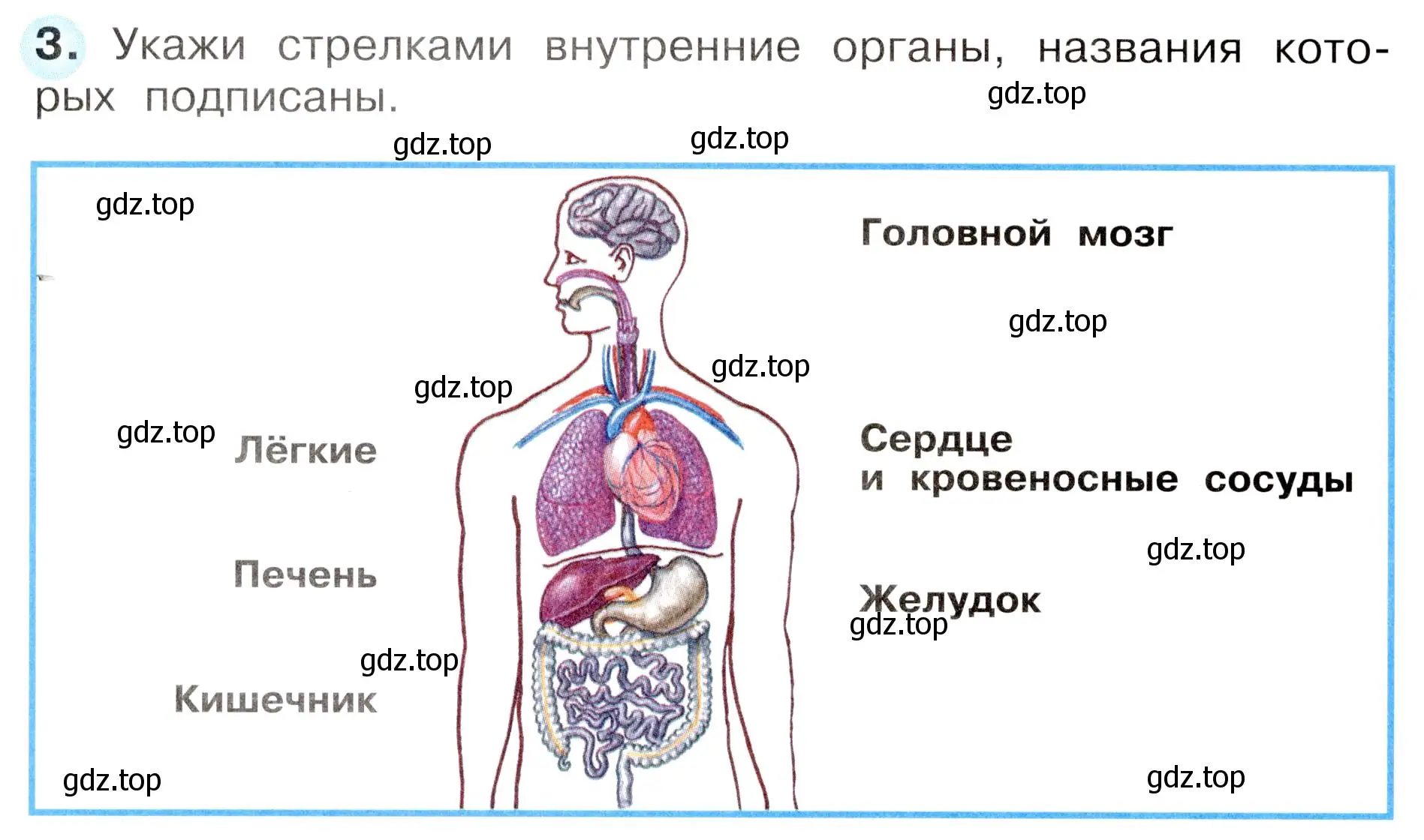 Условие номер 3 (страница 26) гдз по окружающему миру 3 класс Плешаков, Новицкая, рабочая тетрадь 2 часть