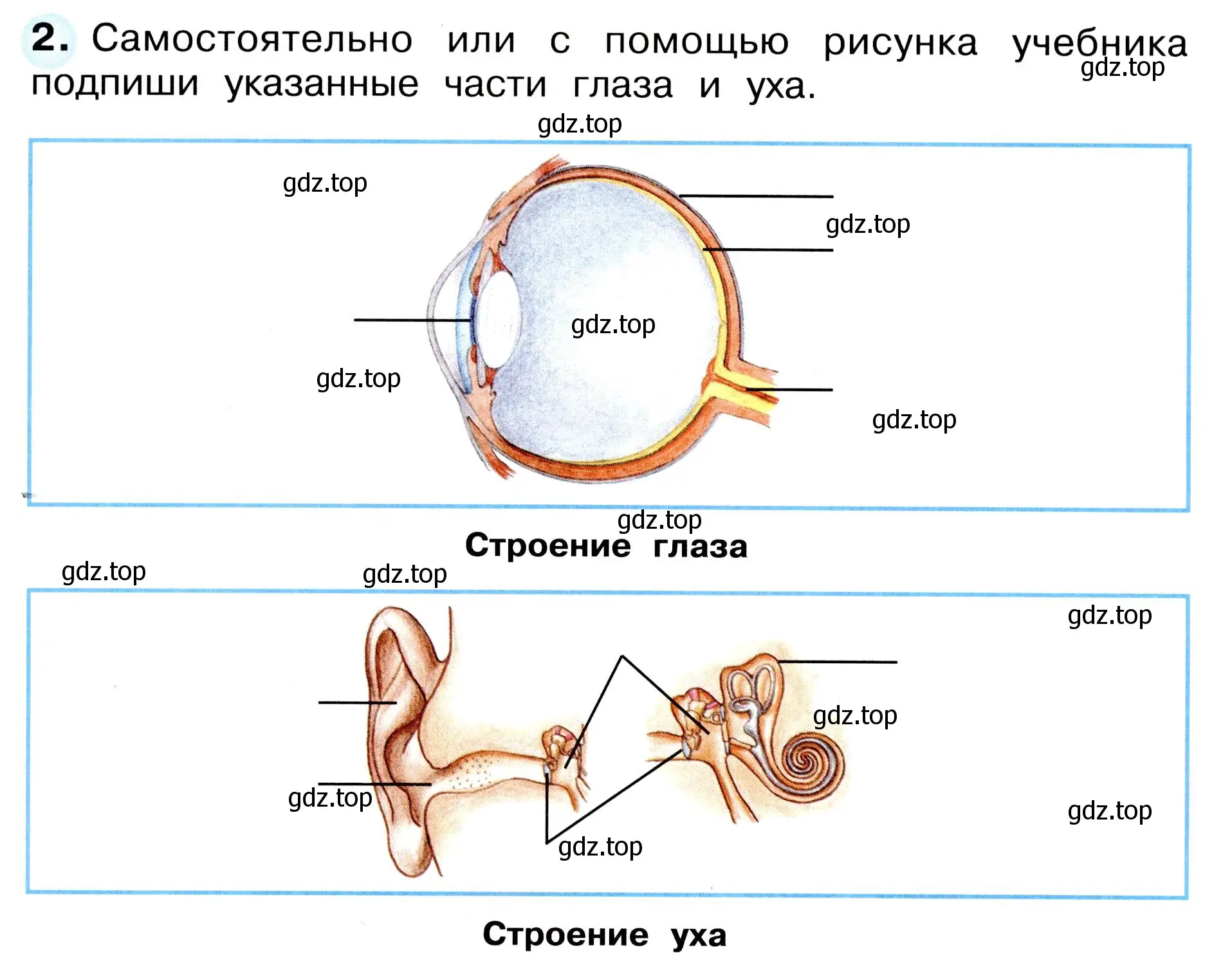 Условие номер 2 (страница 38) гдз по окружающему миру 3 класс Плешаков, Новицкая, рабочая тетрадь 2 часть