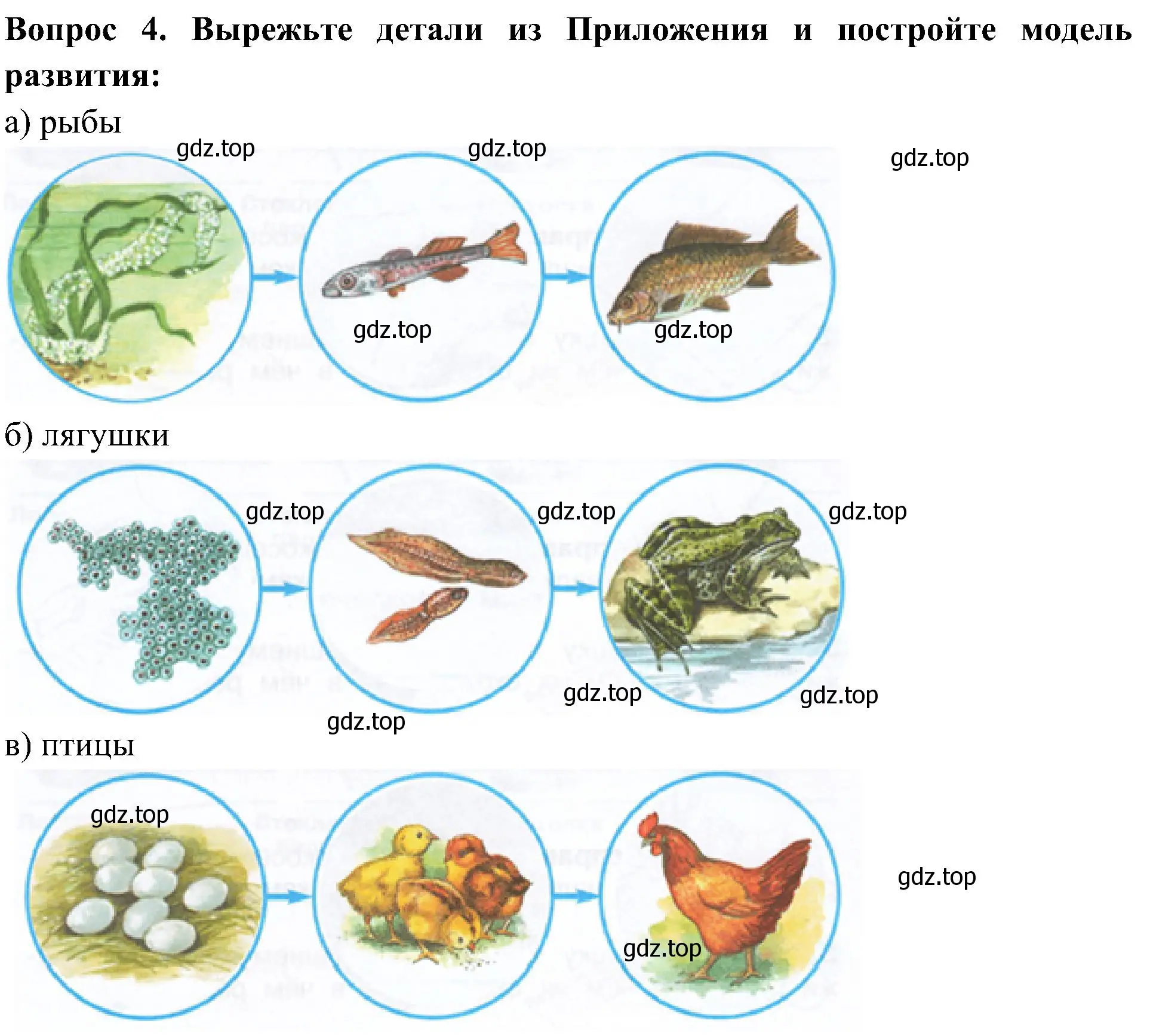 Решение номер 4 (страница 60) гдз по окружающему миру 3 класс Плешаков, Новицкая, рабочая тетрадь 1 часть