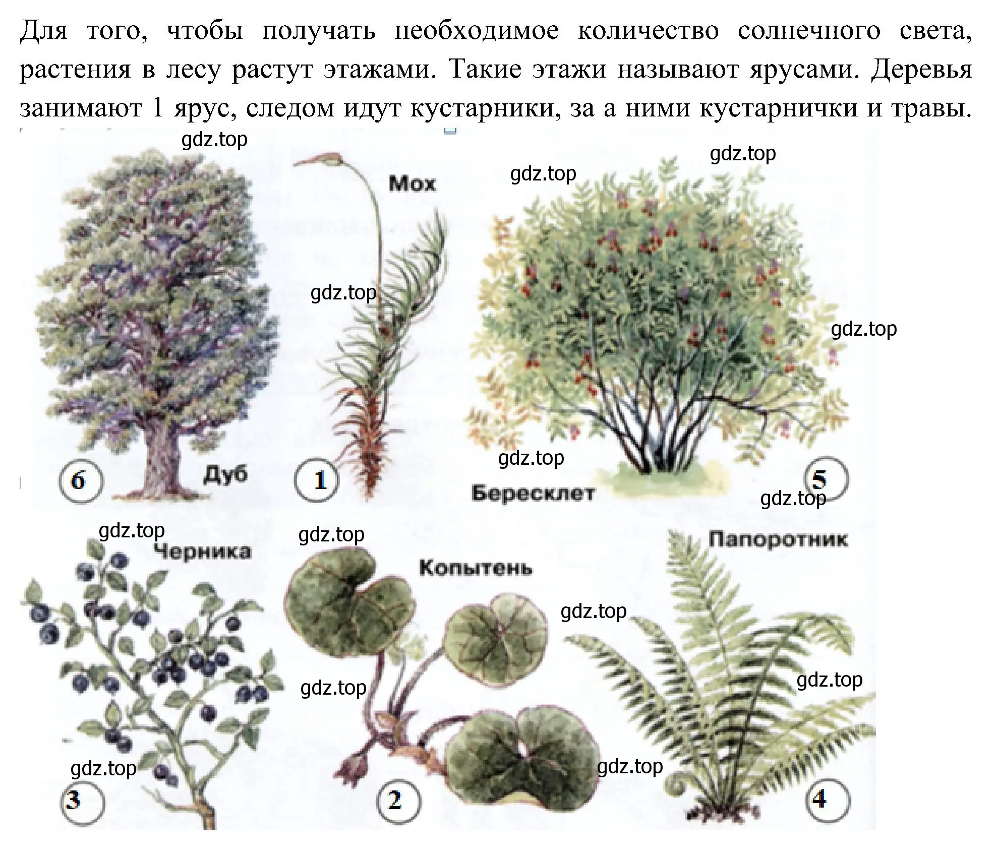 Решение номер 1 (страница 68) гдз по окружающему миру 3 класс Плешаков, Новицкая, рабочая тетрадь 1 часть