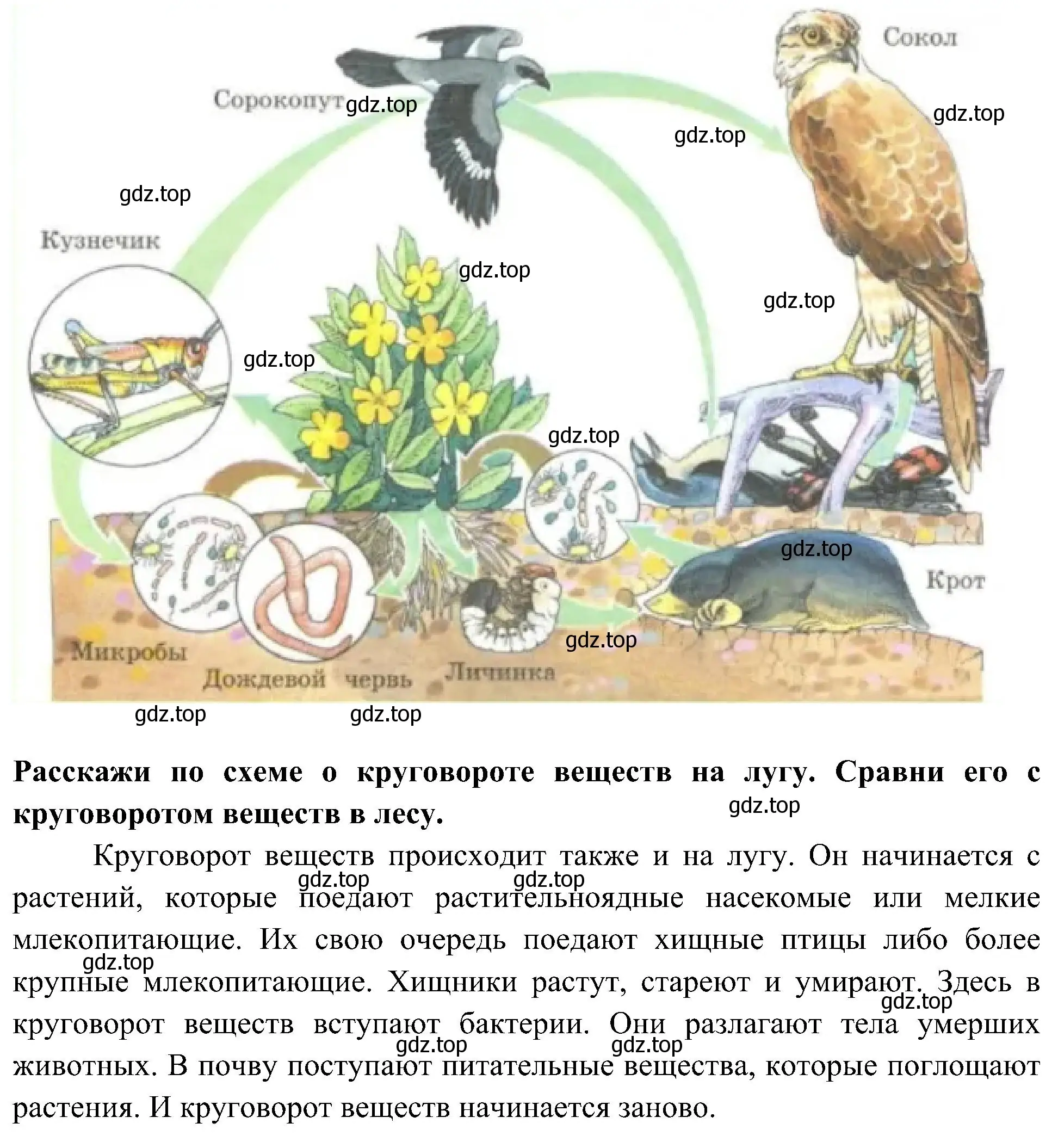 Решение номер 4 (страница 72) гдз по окружающему миру 3 класс Плешаков, Новицкая, рабочая тетрадь 1 часть