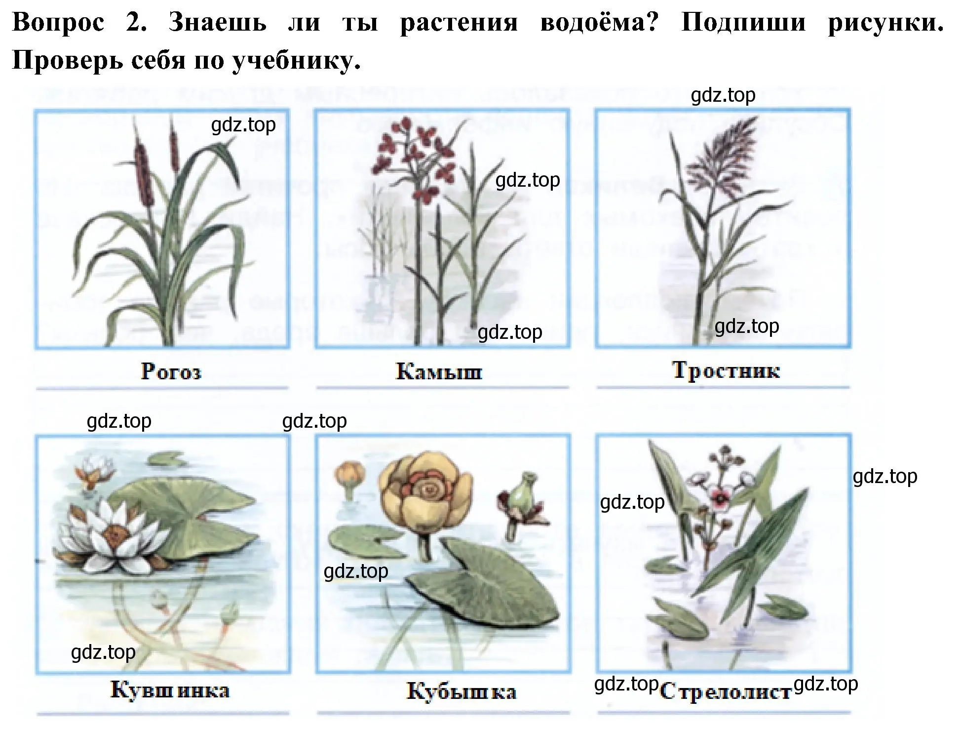 Решение номер 2 (страница 74) гдз по окружающему миру 3 класс Плешаков, Новицкая, рабочая тетрадь 1 часть