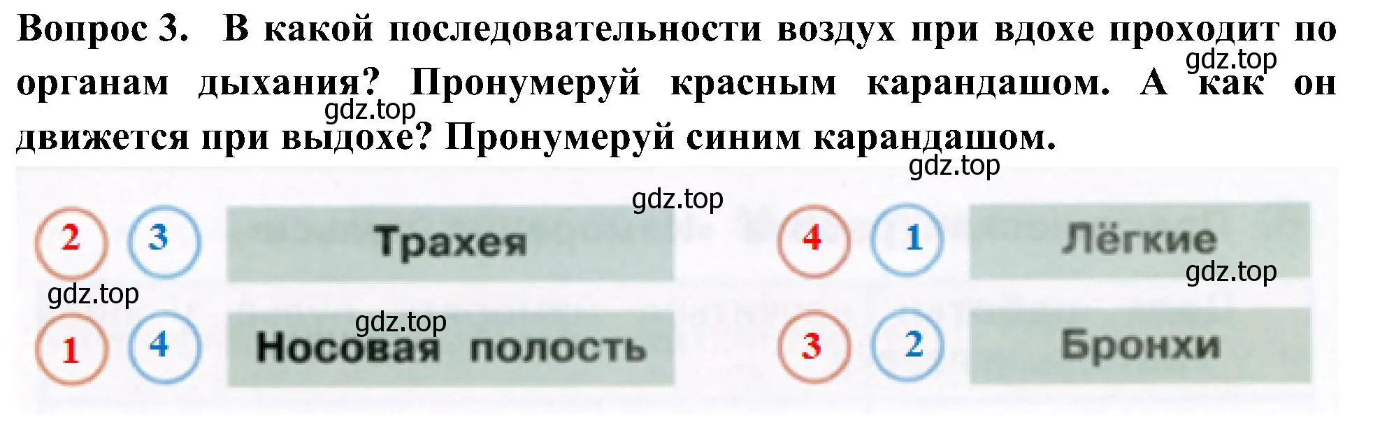 Решение номер 3 (страница 30) гдз по окружающему миру 3 класс Плешаков, Новицкая, рабочая тетрадь 2 часть