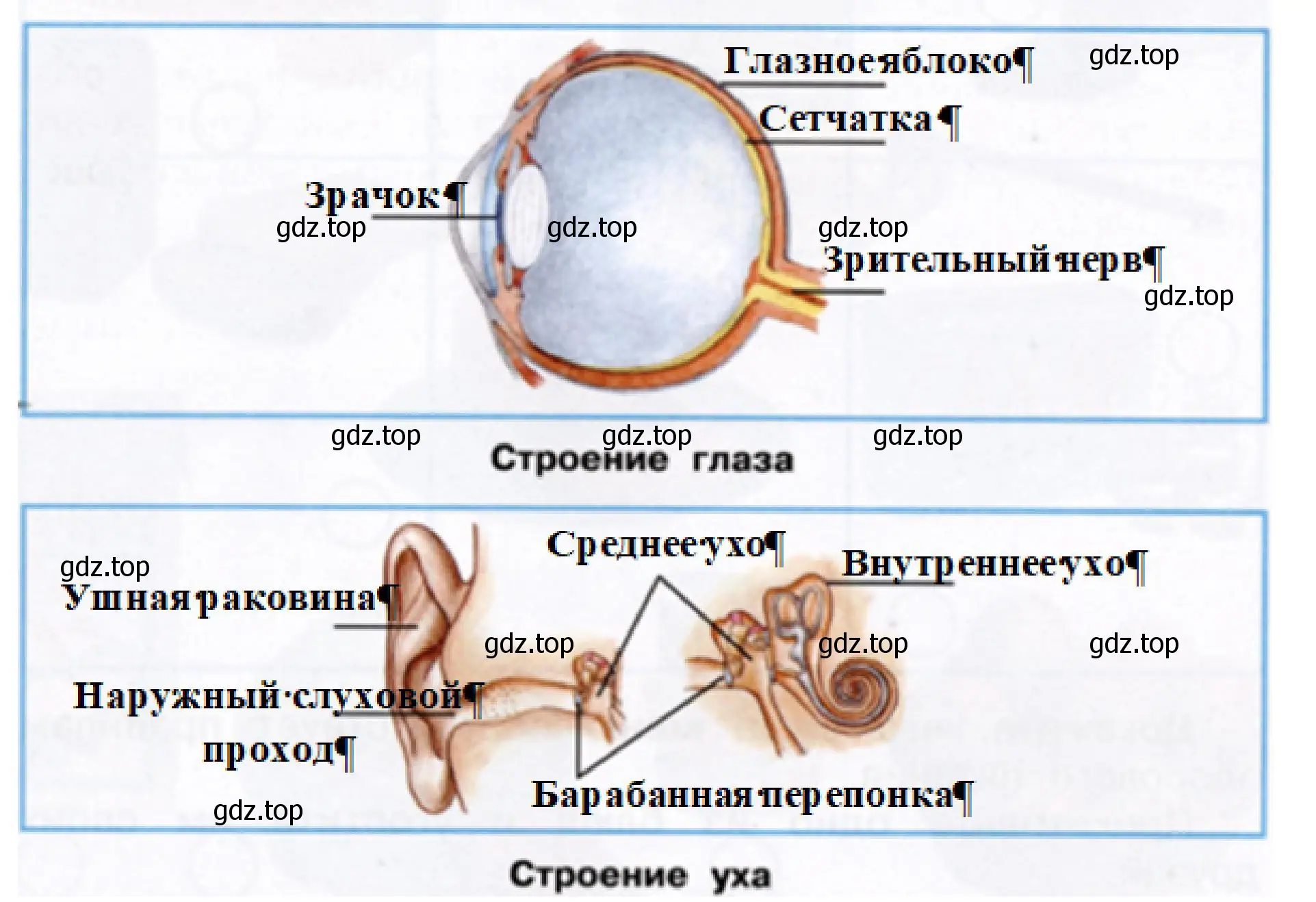 Решение номер 2 (страница 38) гдз по окружающему миру 3 класс Плешаков, Новицкая, рабочая тетрадь 2 часть