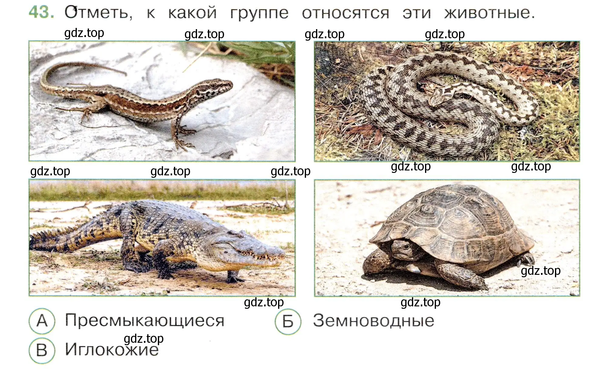 Условие номер 43 (страница 29) гдз по окружающему миру 3 класс Плешаков, Новицкая, тесты