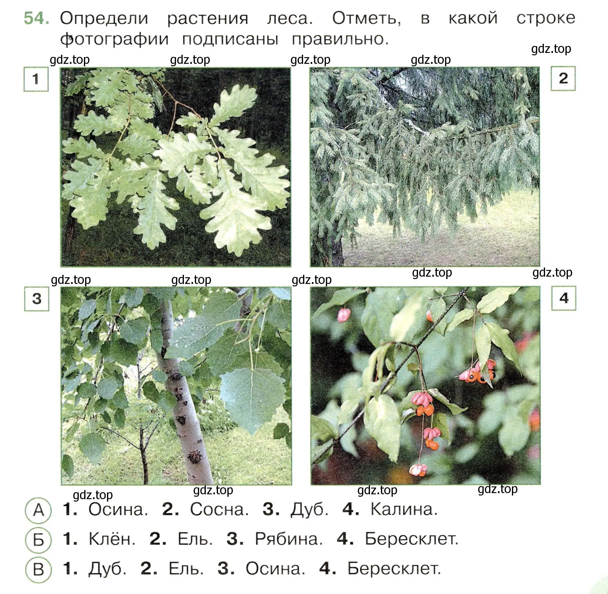 Условие номер 54 (страница 33) гдз по окружающему миру 3 класс Плешаков, Новицкая, тесты