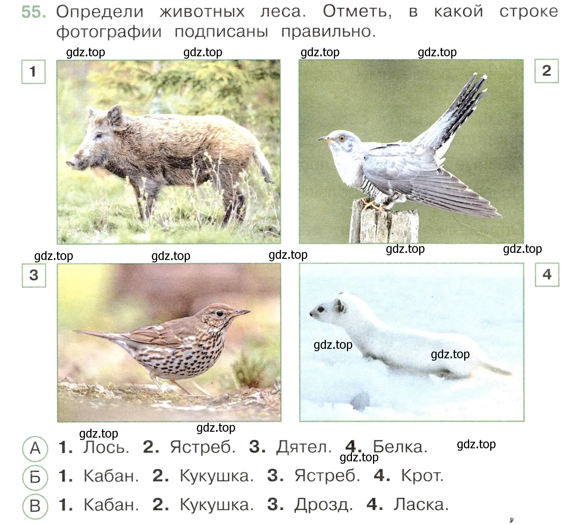 Условие номер 55 (страница 34) гдз по окружающему миру 3 класс Плешаков, Новицкая, тесты