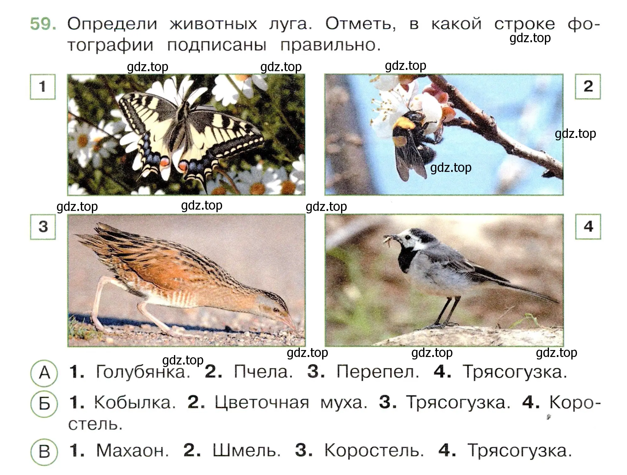 Условие номер 59 (страница 36) гдз по окружающему миру 3 класс Плешаков, Новицкая, тесты