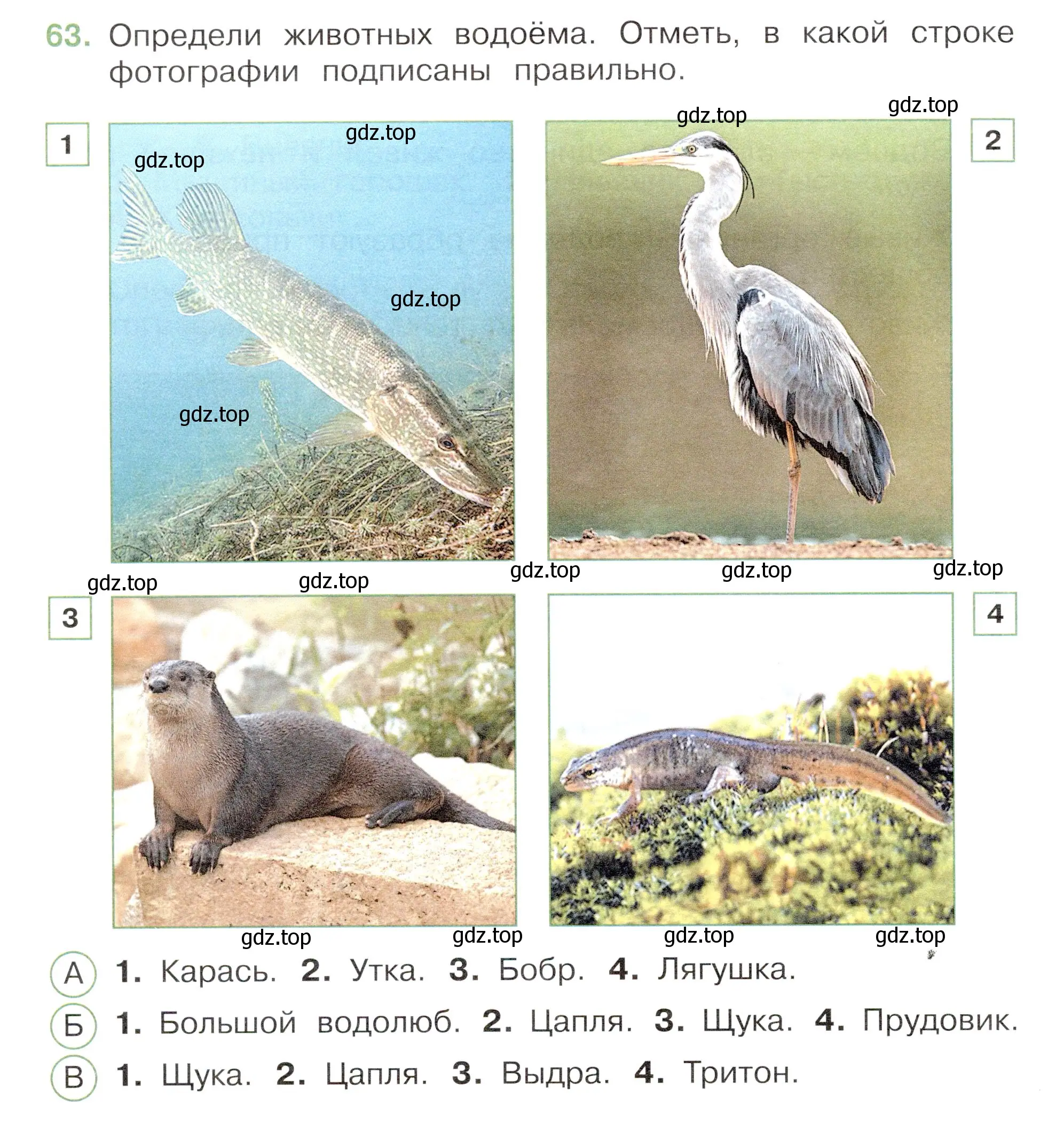 Условие номер 63 (страница 38) гдз по окружающему миру 3 класс Плешаков, Новицкая, тесты