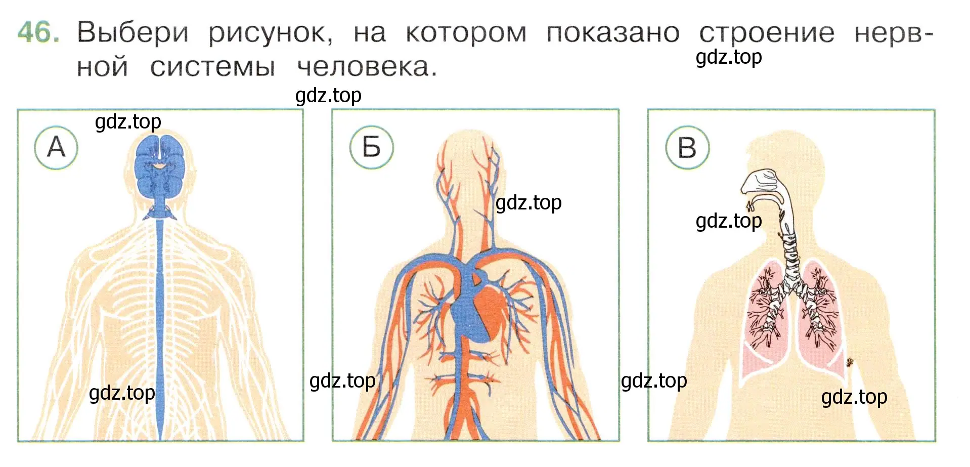 Условие номер 46 (страница 52) гдз по окружающему миру 3 класс Плешаков, Новицкая, тесты