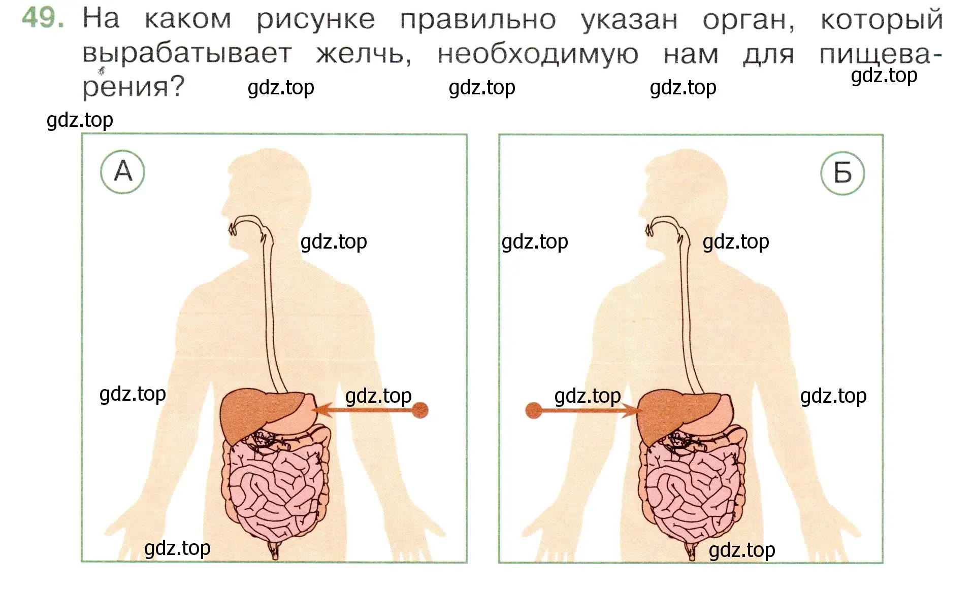 Условие номер 49 (страница 53) гдз по окружающему миру 3 класс Плешаков, Новицкая, тесты