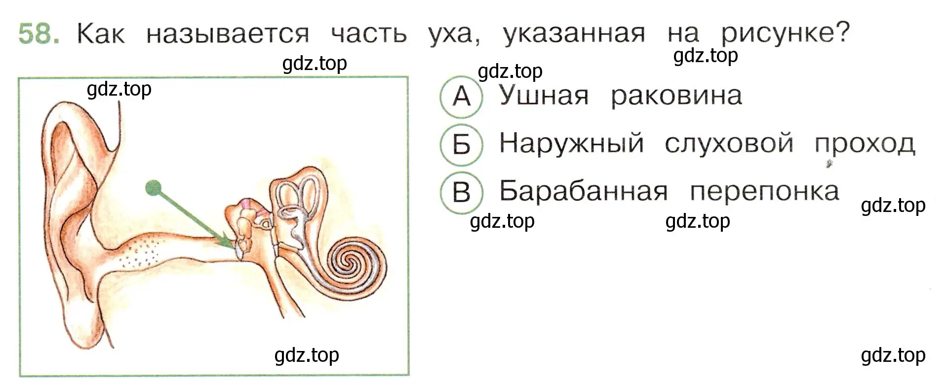 Условие номер 58 (страница 56) гдз по окружающему миру 3 класс Плешаков, Новицкая, тесты