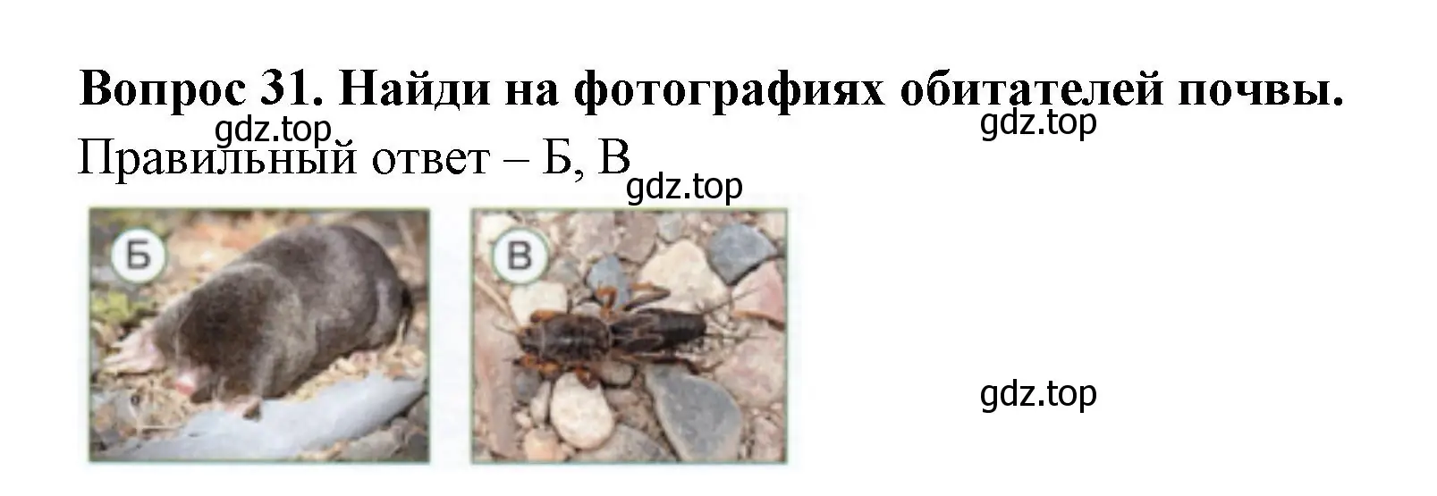 Решение номер 31 (страница 25) гдз по окружающему миру 3 класс Плешаков, Новицкая, тесты