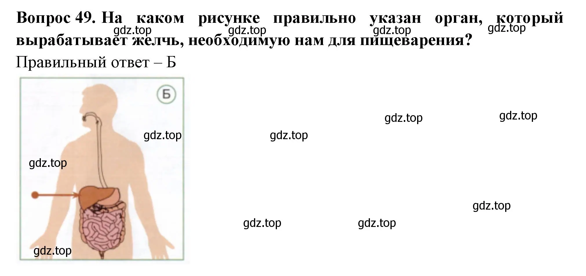 Решение номер 49 (страница 53) гдз по окружающему миру 3 класс Плешаков, Новицкая, тесты