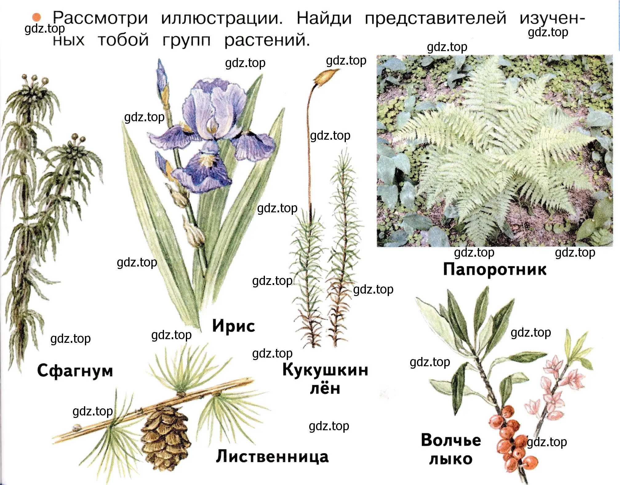 Условие номер 1 (страница 81) гдз по окружающему миру 3 класс Плешаков, Новицкая, учебник 1 часть