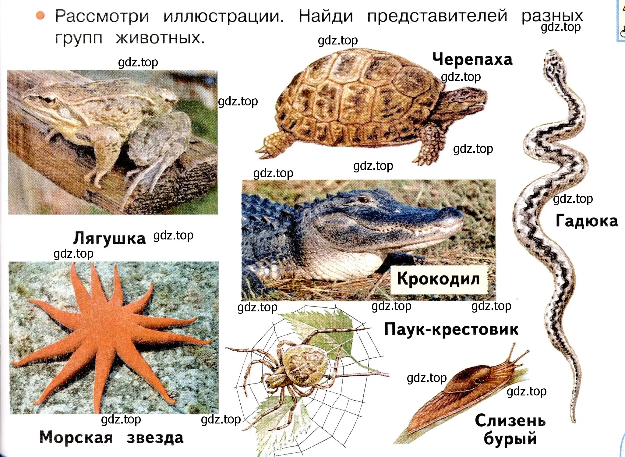 Условие номер 1 (страница 89) гдз по окружающему миру 3 класс Плешаков, Новицкая, учебник 1 часть