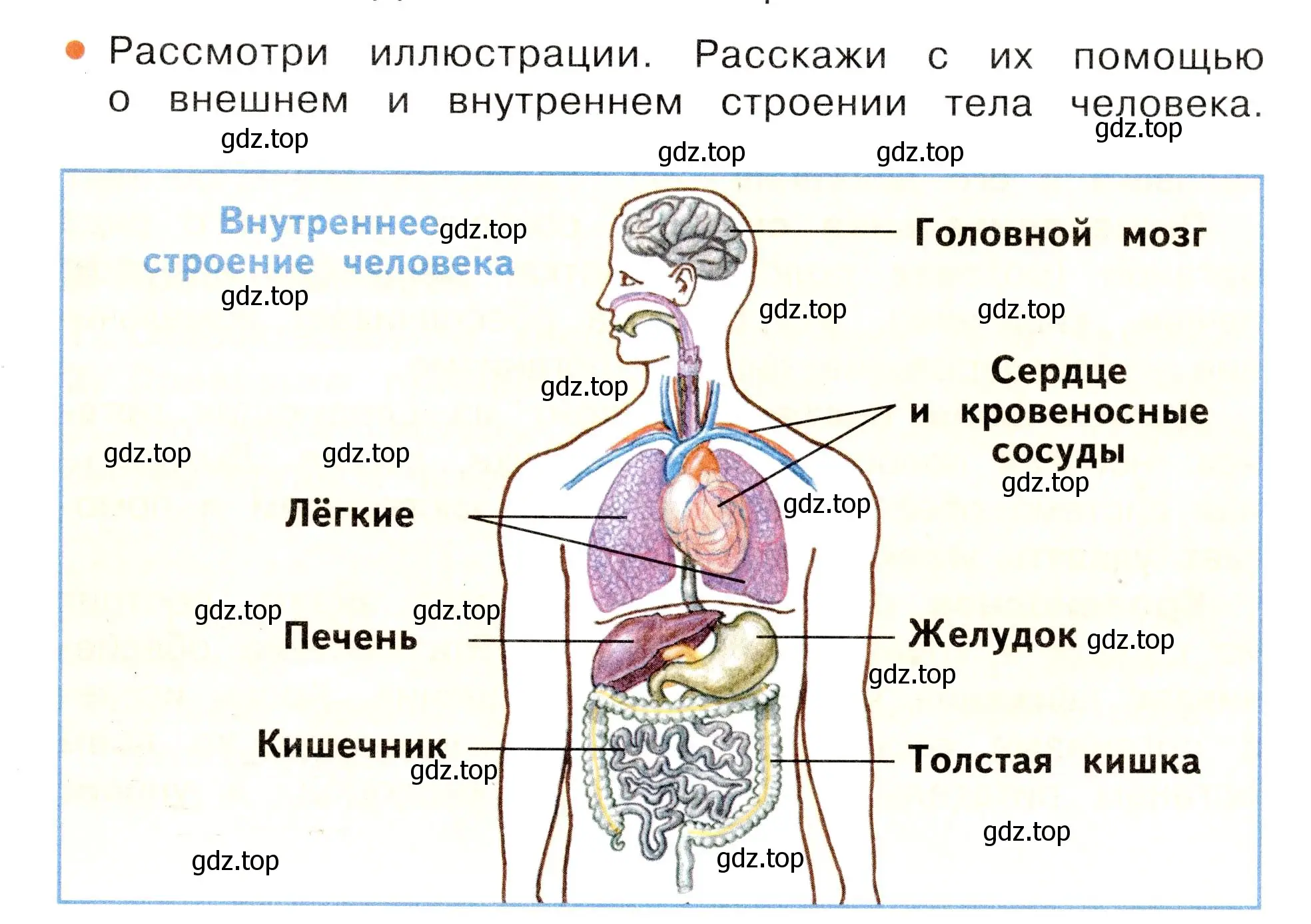 Условие номер 1 (страница 49) гдз по окружающему миру 3 класс Плешаков, Новицкая, учебник 2 часть