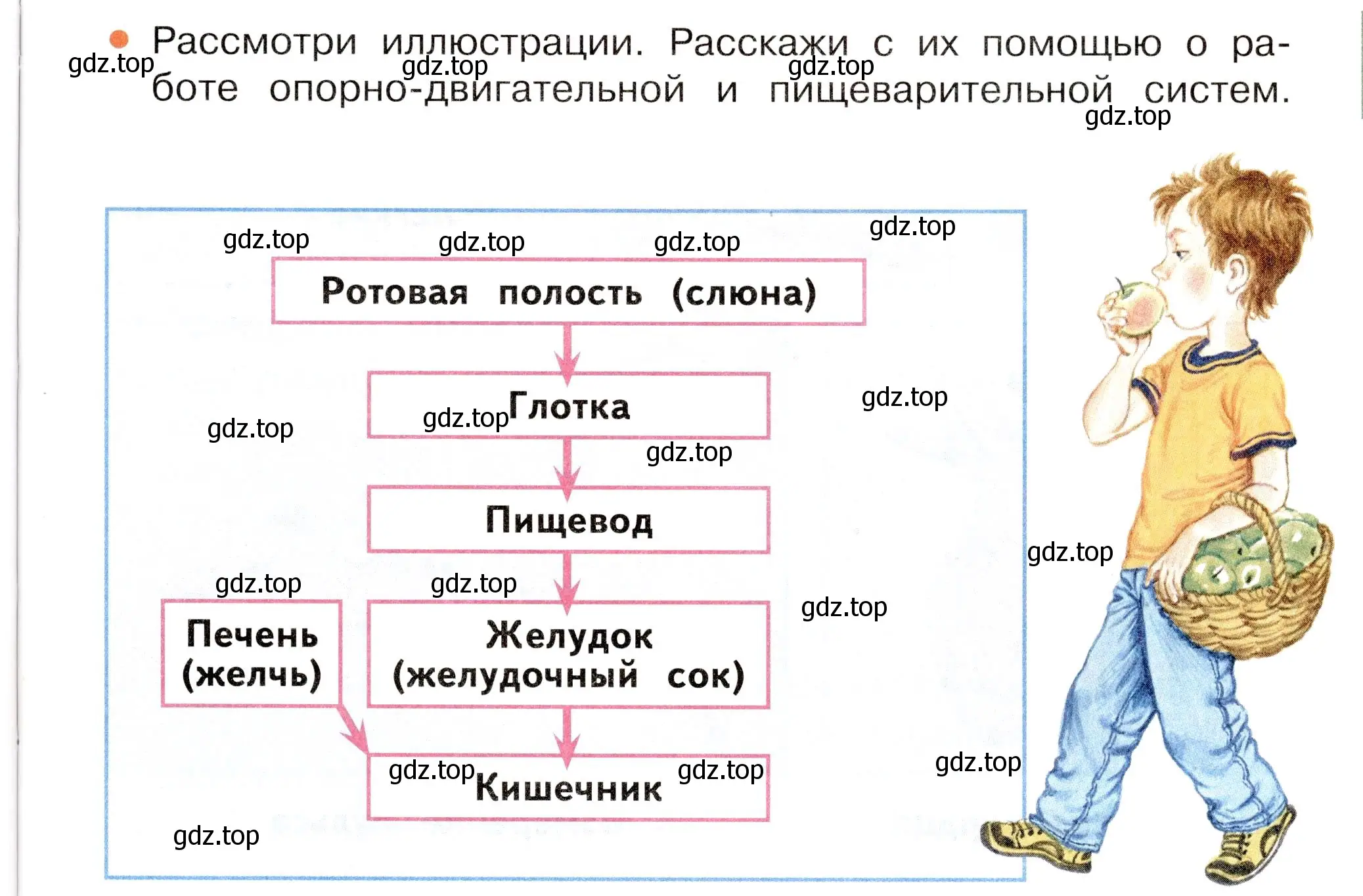 Условие номер Вопросы в параграфе (страница 53) гдз по окружающему миру 3 класс Плешаков, Новицкая, учебник 2 часть