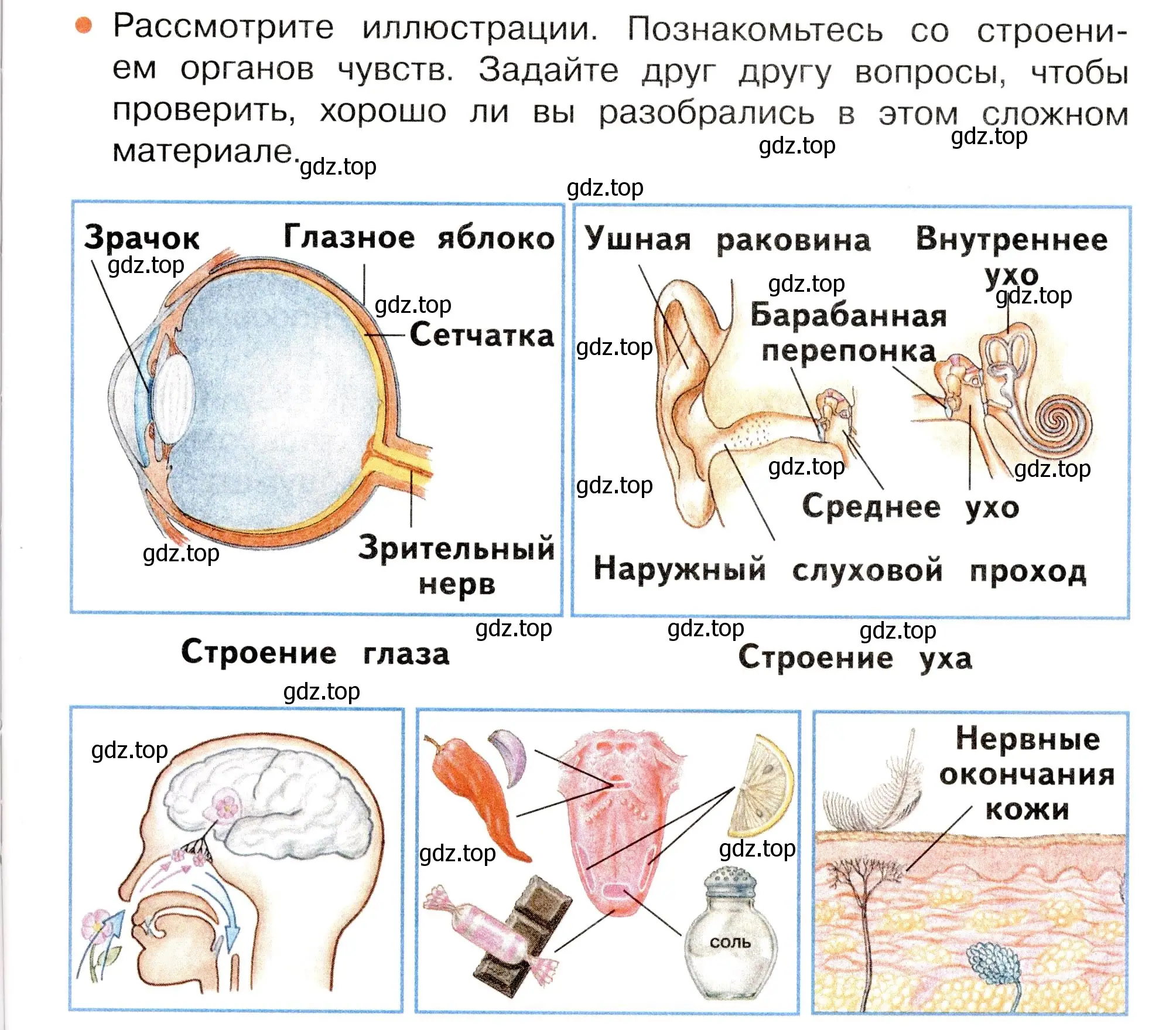 Условие номер Вопросы в параграфе (страница 61) гдз по окружающему миру 3 класс Плешаков, Новицкая, учебник 2 часть