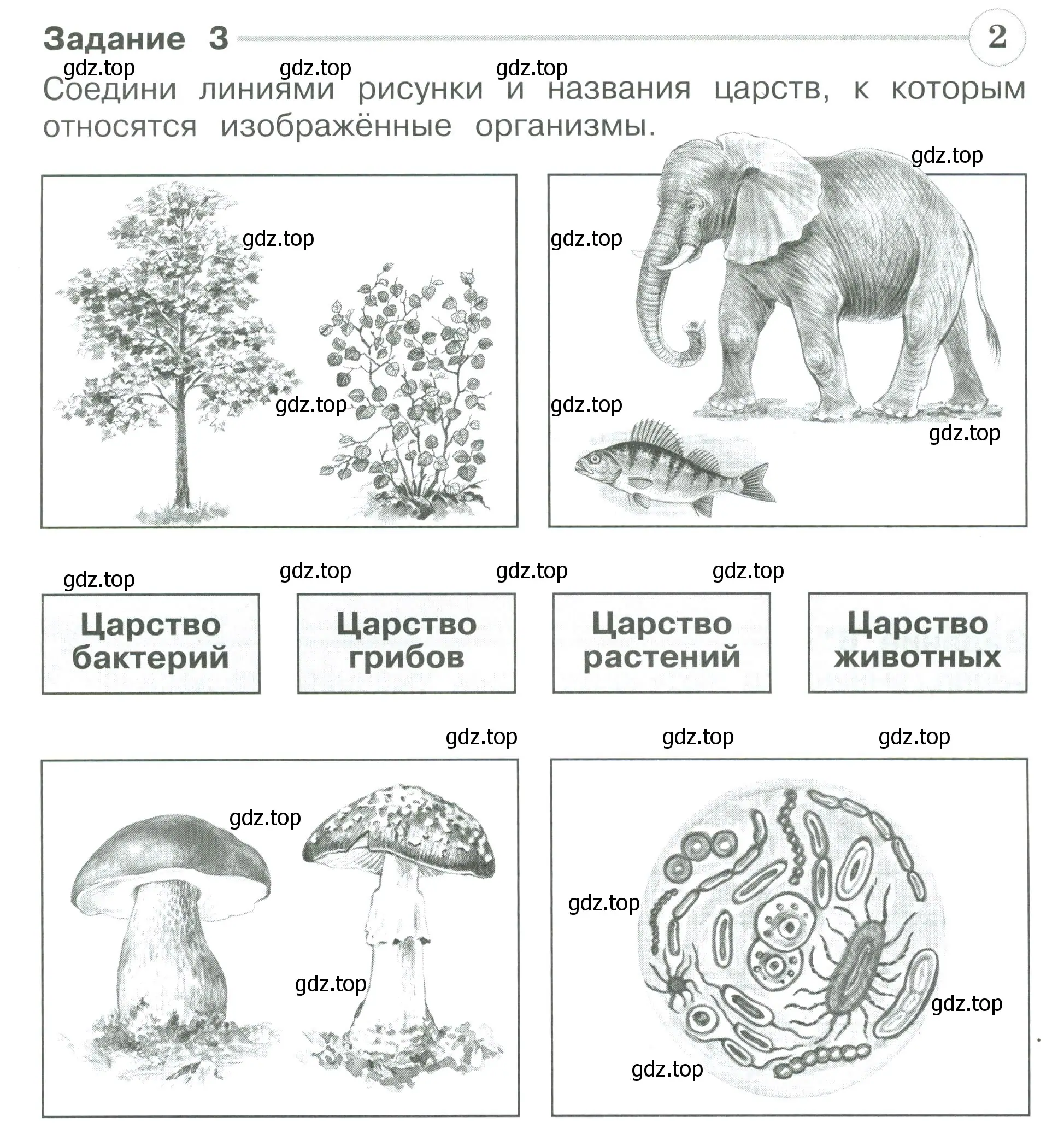 Условие номер 3 (страница 19) гдз по окружающему миру 3 класс Плешаков, Плешаков, проверочные работы