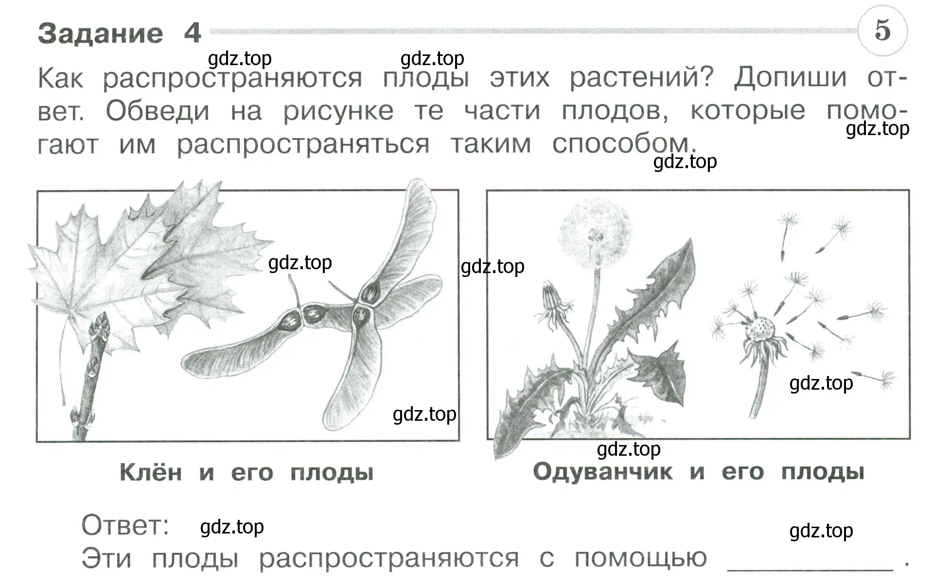 Условие номер 4 (страница 25) гдз по окружающему миру 3 класс Плешаков, Плешаков, проверочные работы