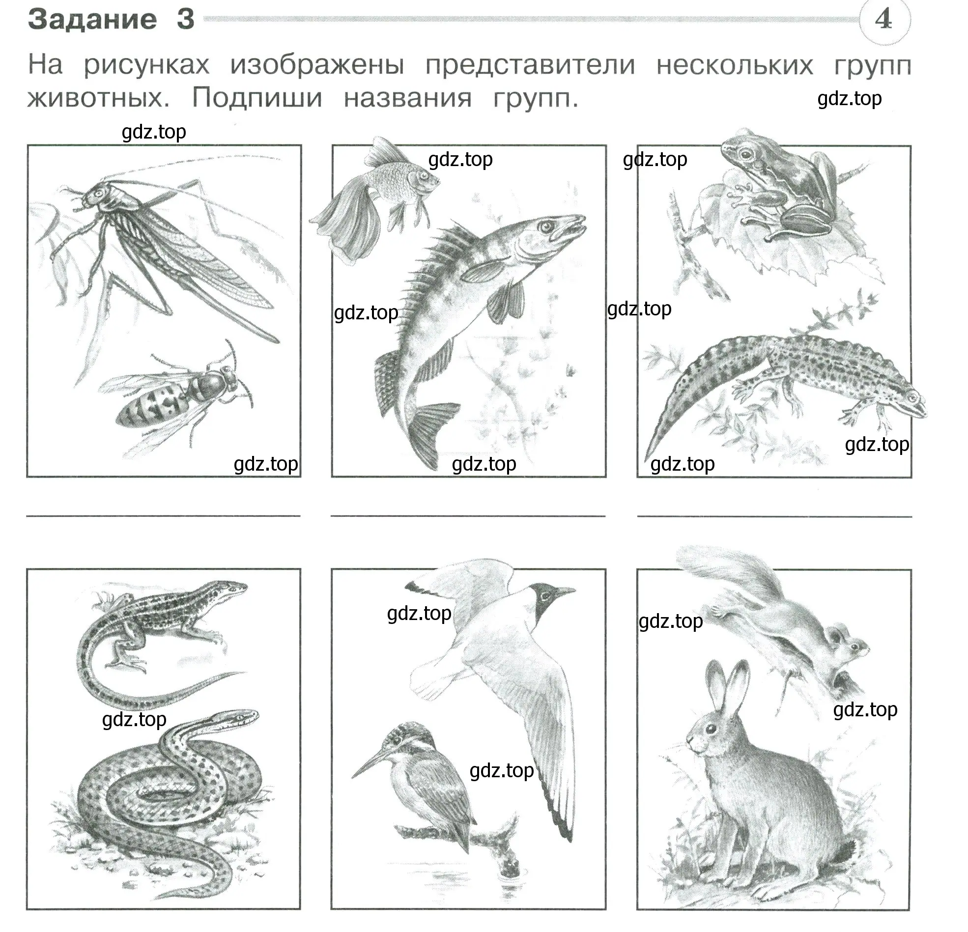 Условие номер 3 (страница 29) гдз по окружающему миру 3 класс Плешаков, Плешаков, проверочные работы