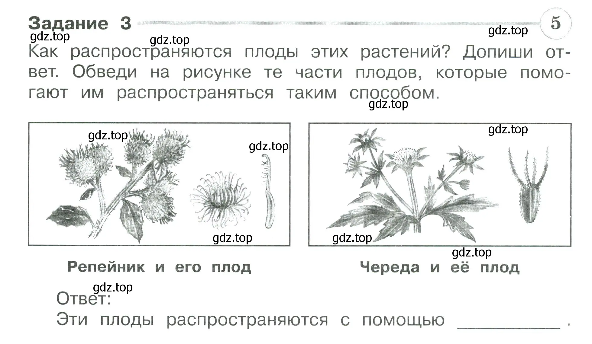 Условие номер 3 (страница 32) гдз по окружающему миру 3 класс Плешаков, Плешаков, проверочные работы