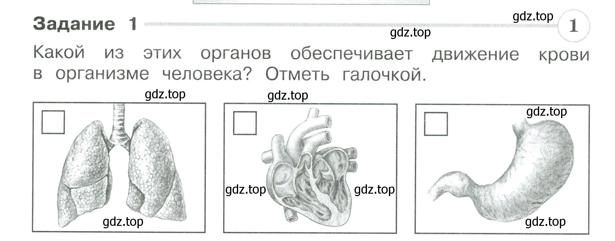 Условие номер 1 (страница 40) гдз по окружающему миру 3 класс Плешаков, Плешаков, проверочные работы