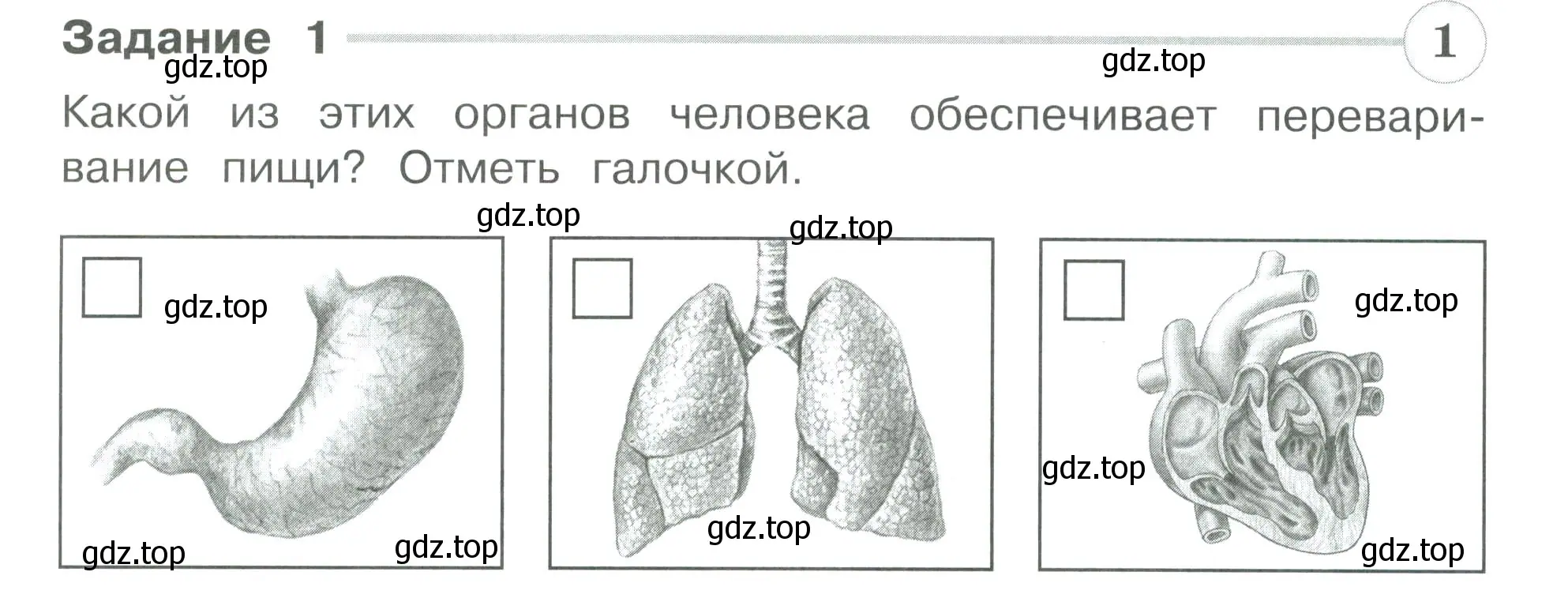 Условие номер 1 (страница 42) гдз по окружающему миру 3 класс Плешаков, Плешаков, проверочные работы