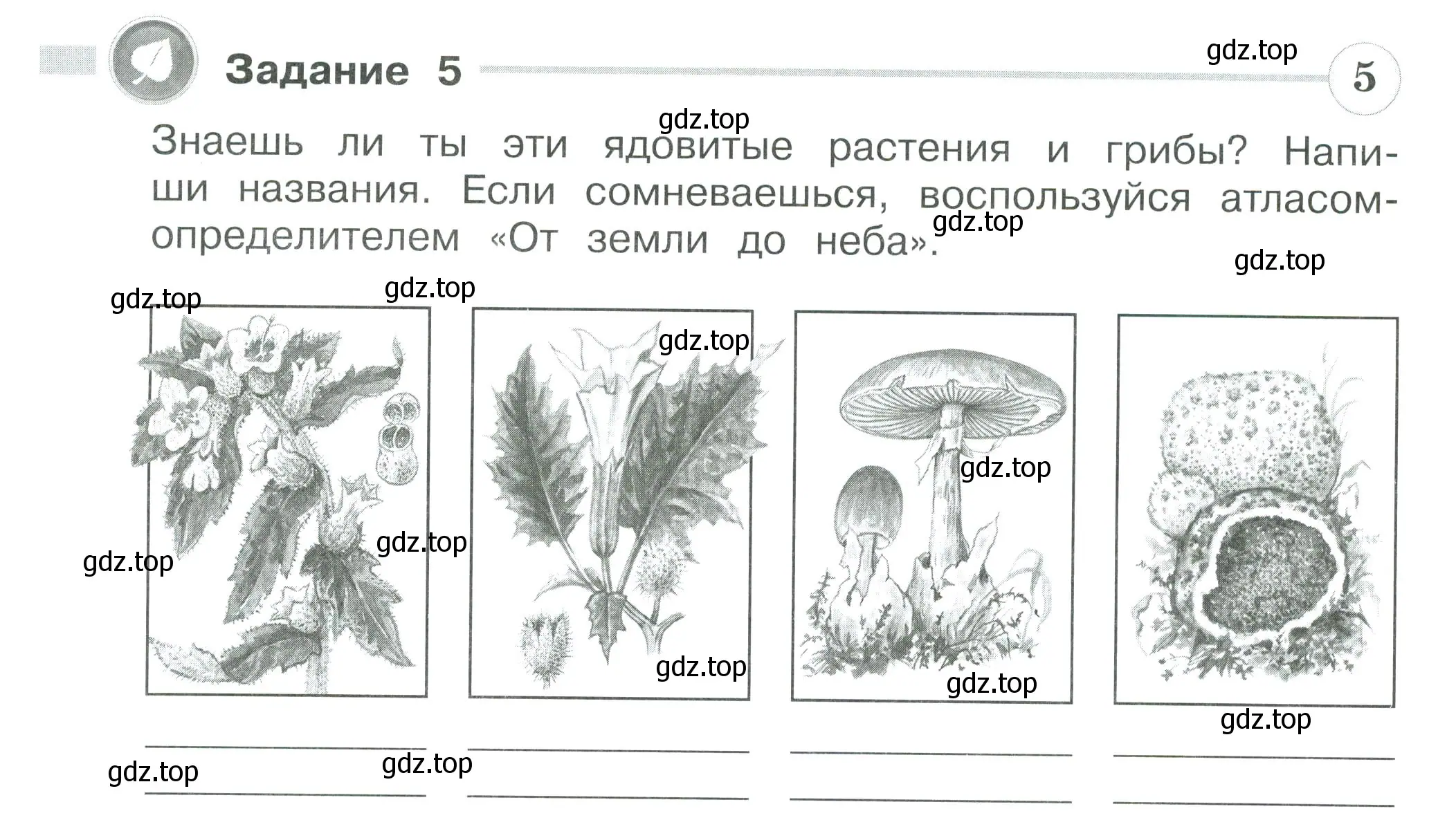 Условие номер 5 (страница 52) гдз по окружающему миру 3 класс Плешаков, Плешаков, проверочные работы