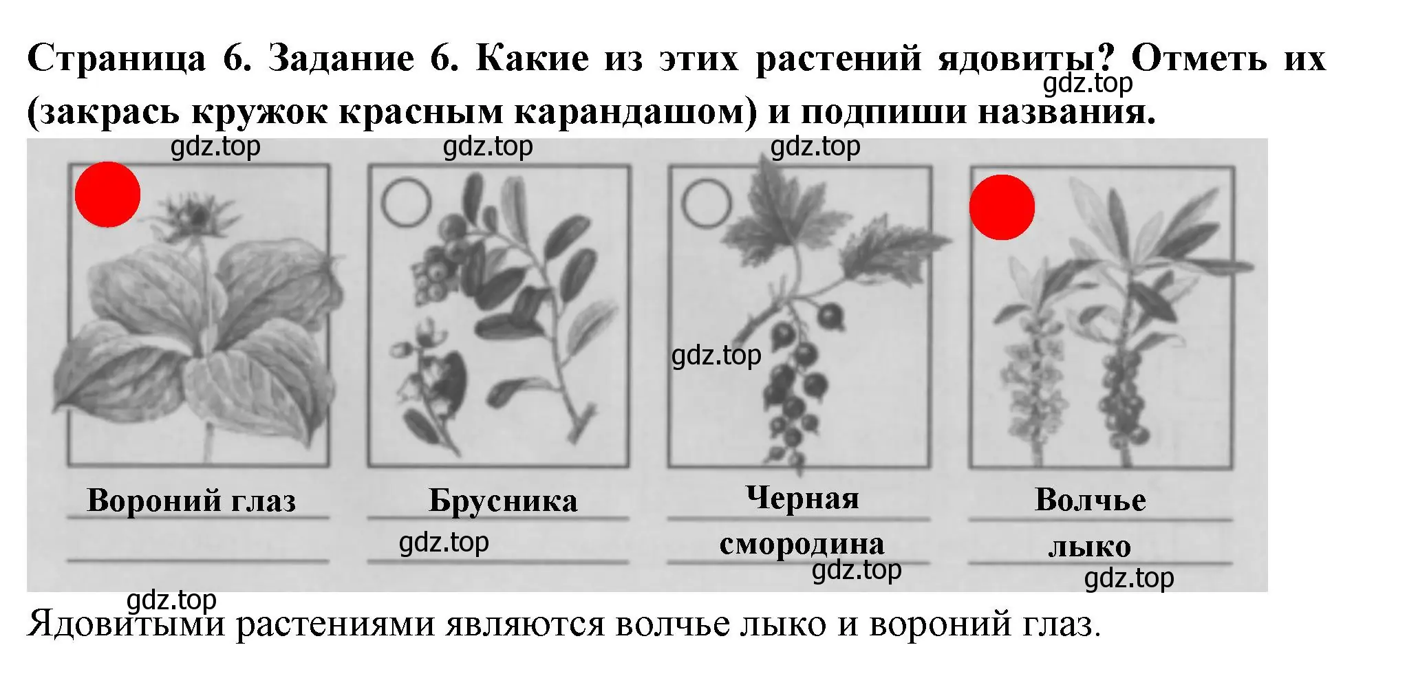 Решение номер 6 (страница 6) гдз по окружающему миру 3 класс Плешаков, Плешаков, проверочные работы