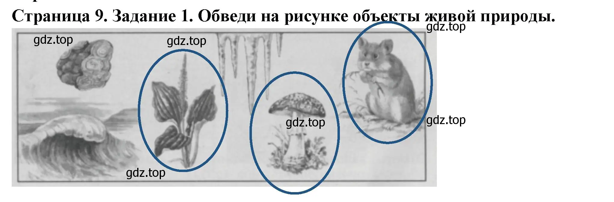 Решение номер 1 (страница 9) гдз по окружающему миру 3 класс Плешаков, Плешаков, проверочные работы