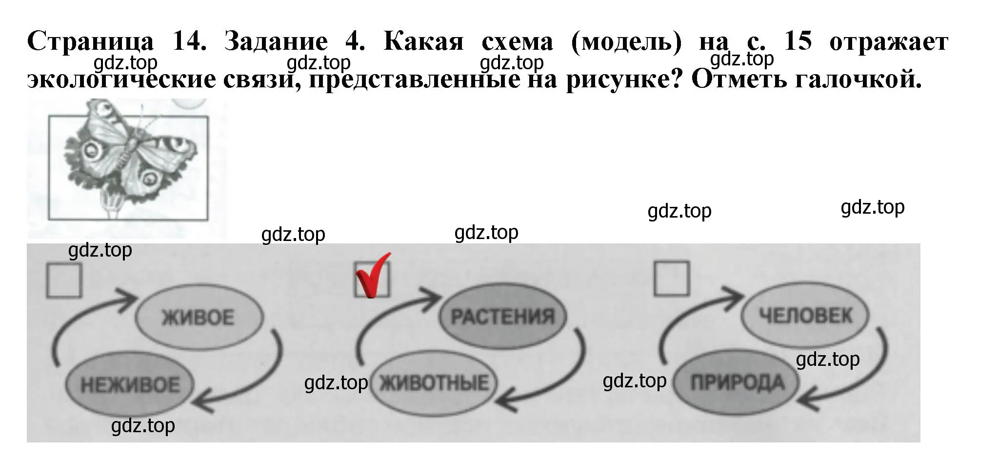 Решение номер 4 (страница 14) гдз по окружающему миру 3 класс Плешаков, Плешаков, проверочные работы