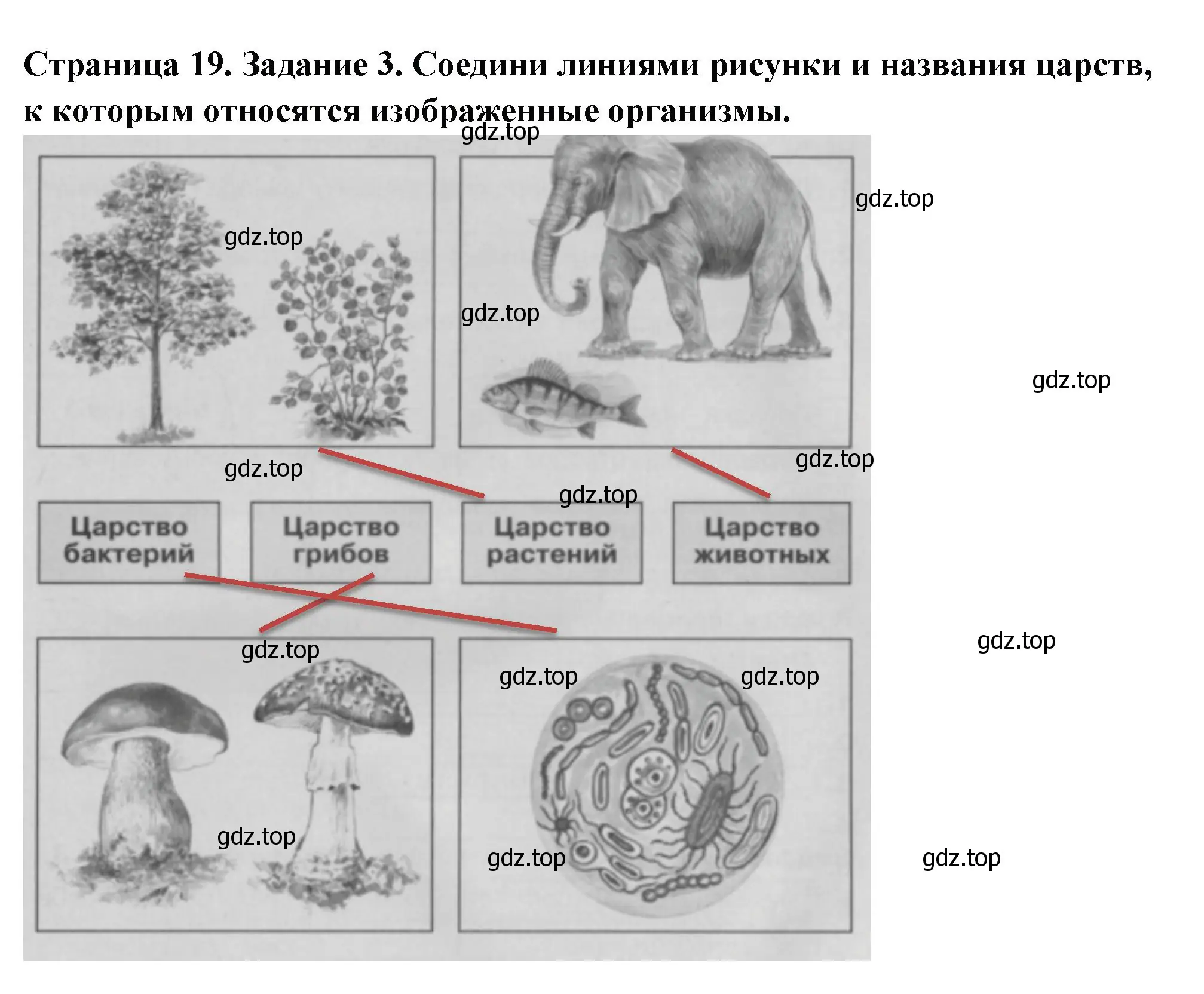 Решение номер 3 (страница 19) гдз по окружающему миру 3 класс Плешаков, Плешаков, проверочные работы