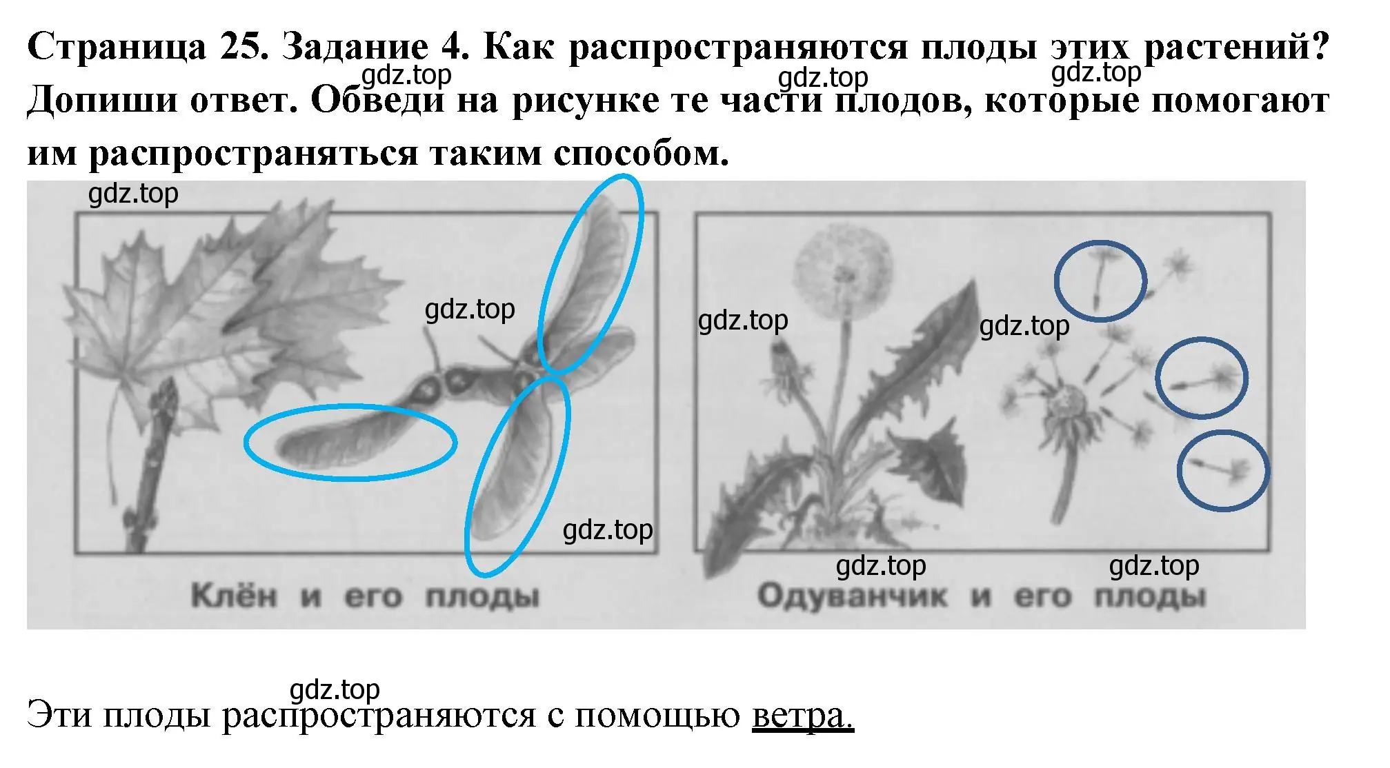 Решение номер 4 (страница 25) гдз по окружающему миру 3 класс Плешаков, Плешаков, проверочные работы