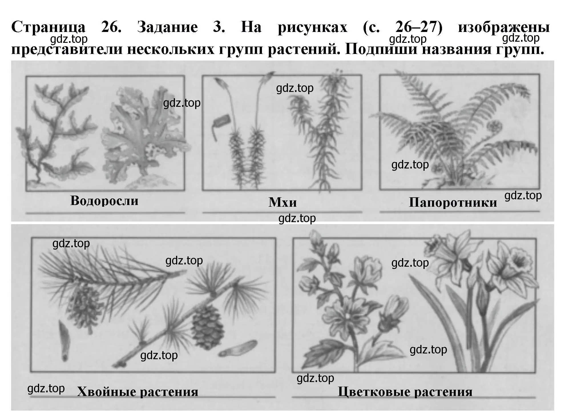 Решение номер 3 (страница 26) гдз по окружающему миру 3 класс Плешаков, Плешаков, проверочные работы