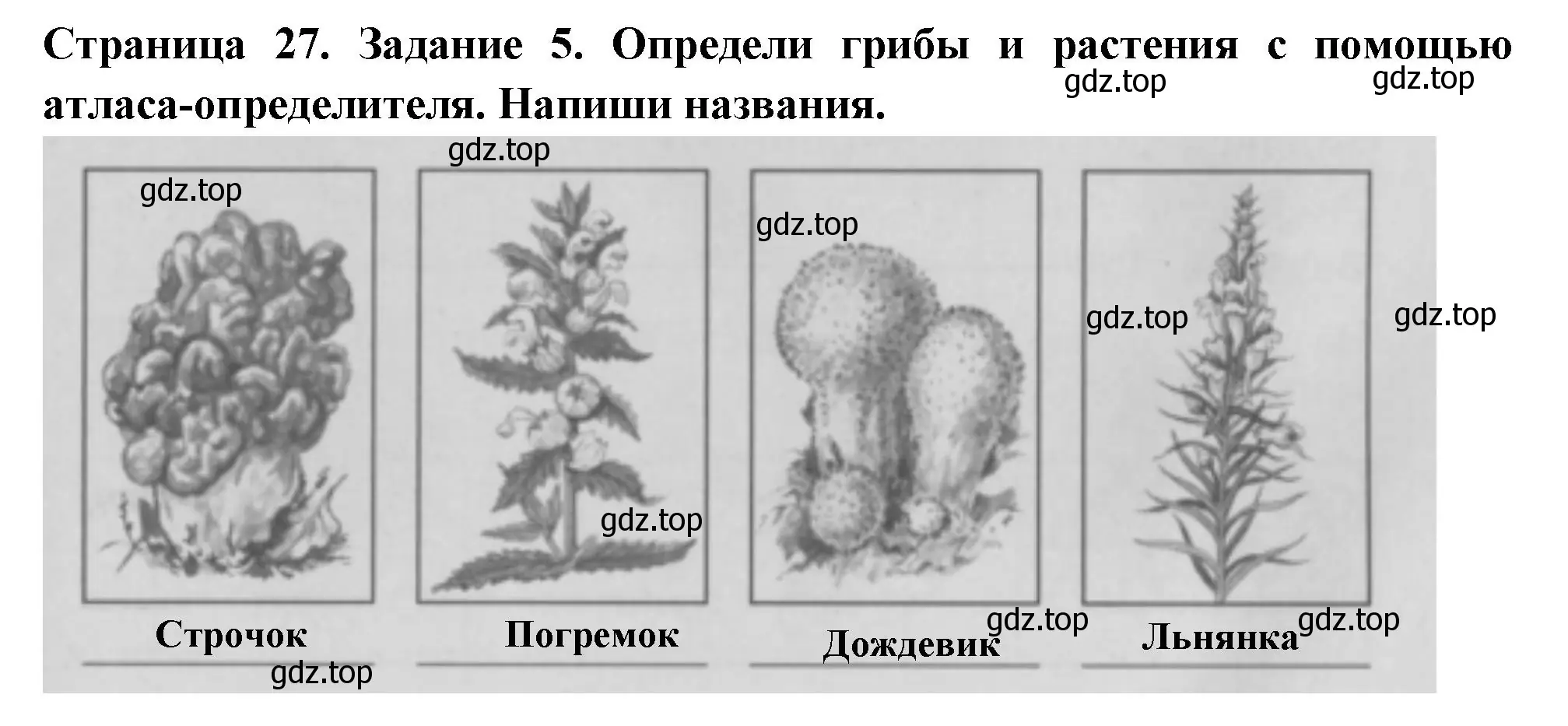 Решение номер 5 (страница 27) гдз по окружающему миру 3 класс Плешаков, Плешаков, проверочные работы