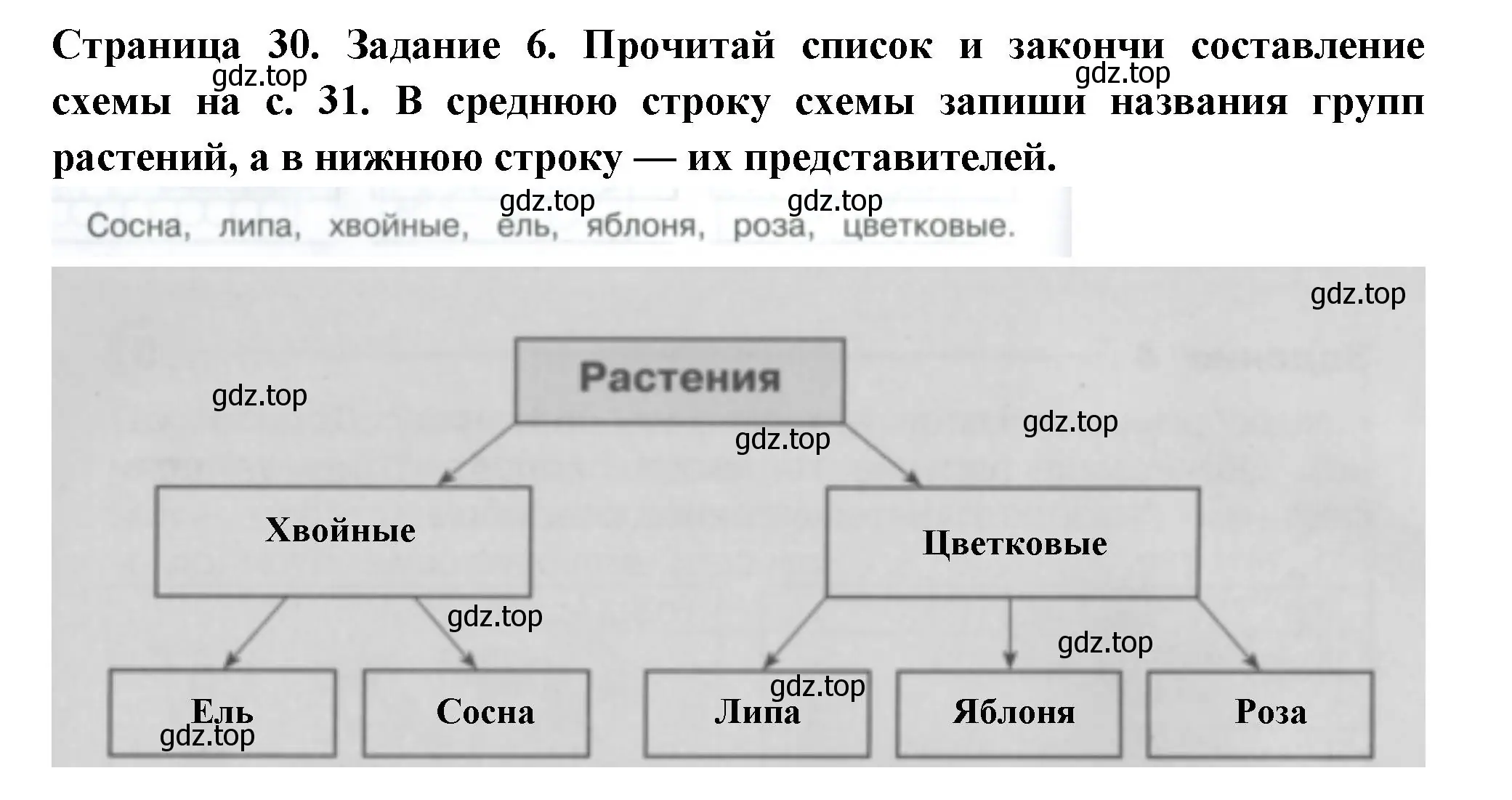 Решение номер 6 (страница 30) гдз по окружающему миру 3 класс Плешаков, Плешаков, проверочные работы