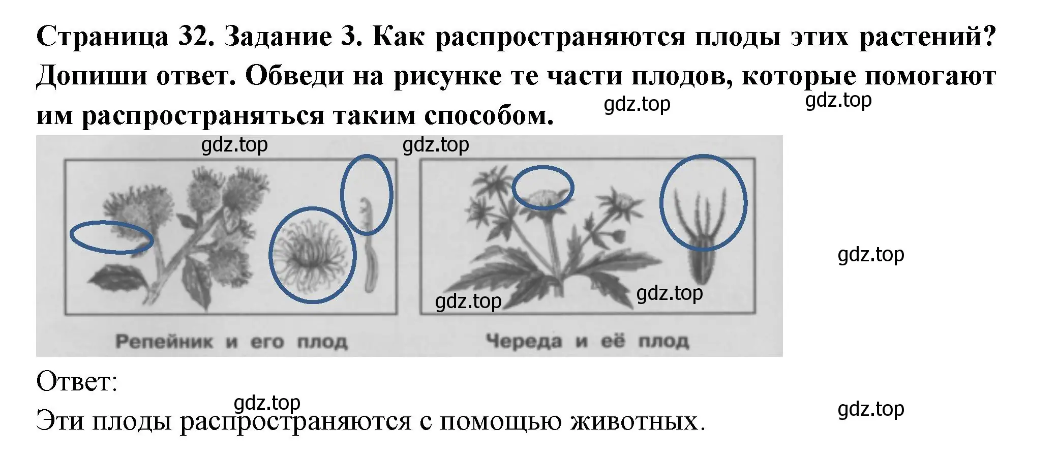 Решение номер 3 (страница 32) гдз по окружающему миру 3 класс Плешаков, Плешаков, проверочные работы