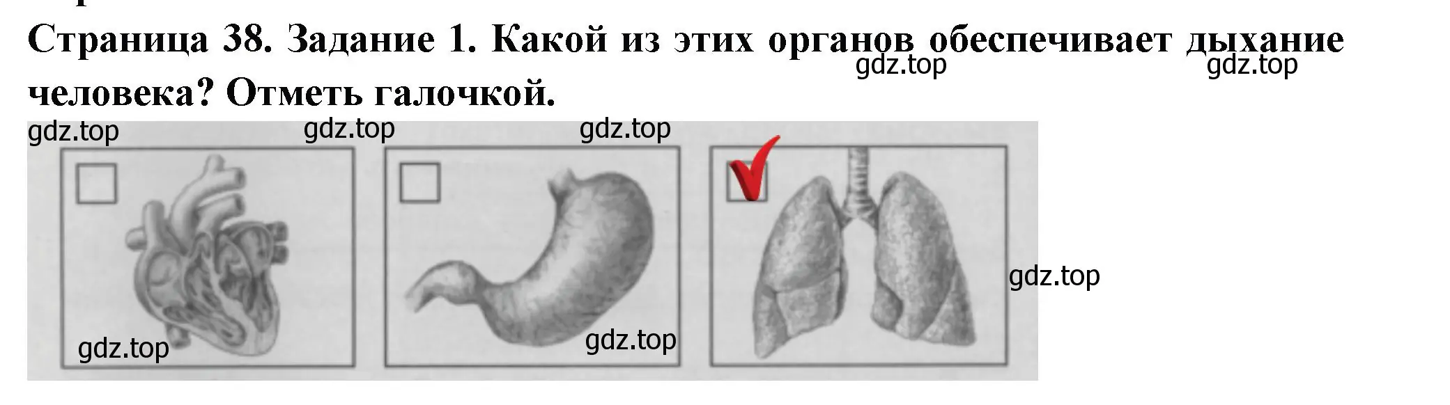 Решение номер 1 (страница 38) гдз по окружающему миру 3 класс Плешаков, Плешаков, проверочные работы