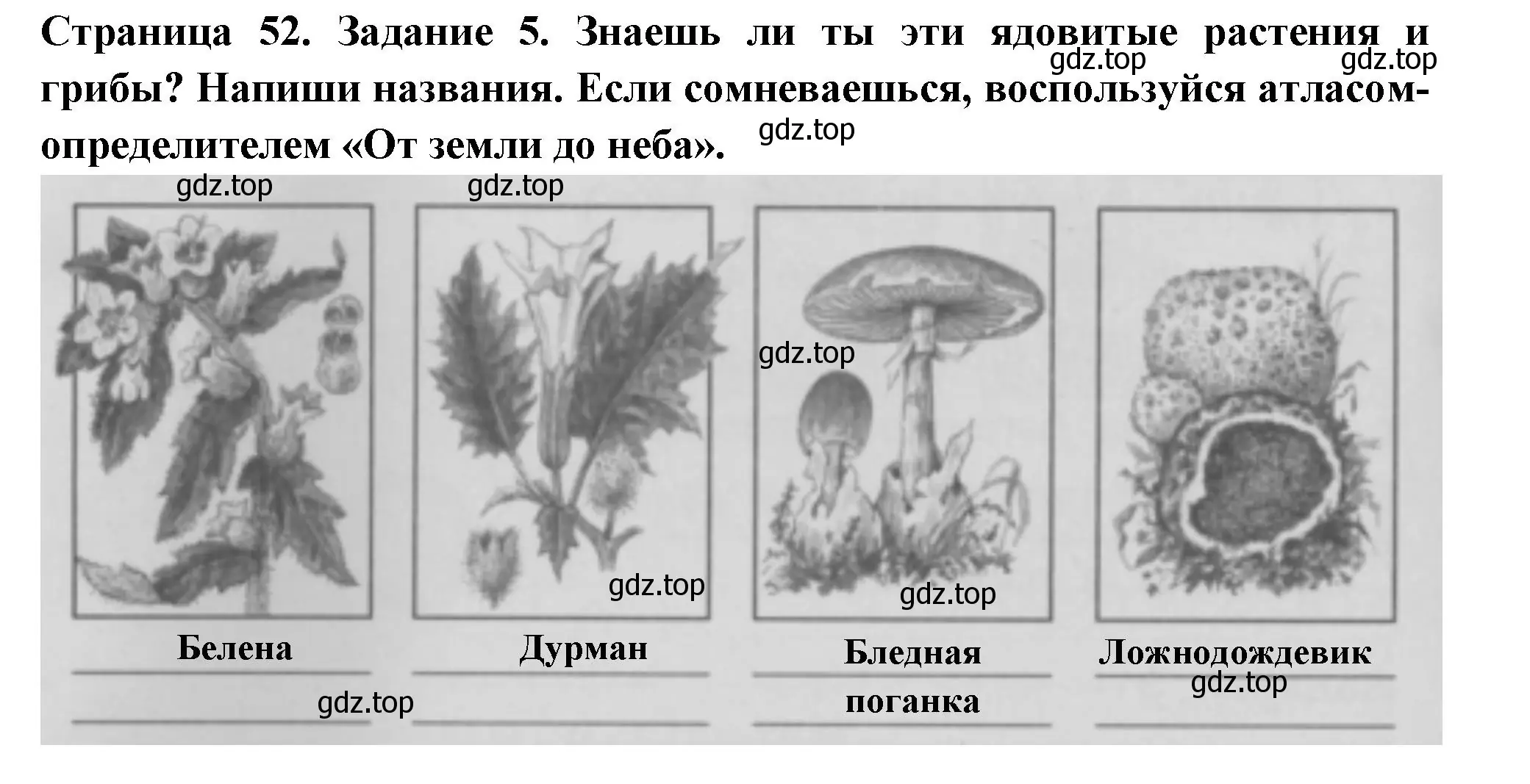 Решение номер 5 (страница 52) гдз по окружающему миру 3 класс Плешаков, Плешаков, проверочные работы