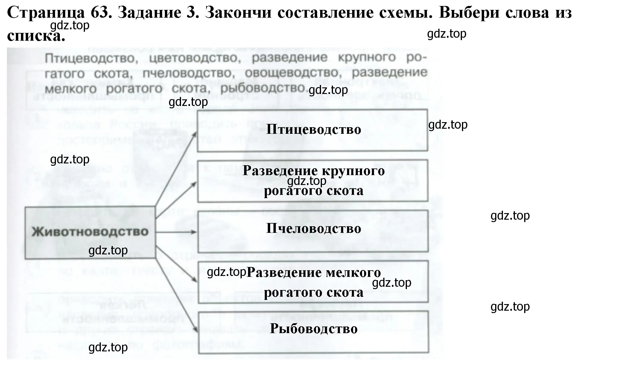 Решение номер 3 (страница 63) гдз по окружающему миру 3 класс Плешаков, Плешаков, проверочные работы