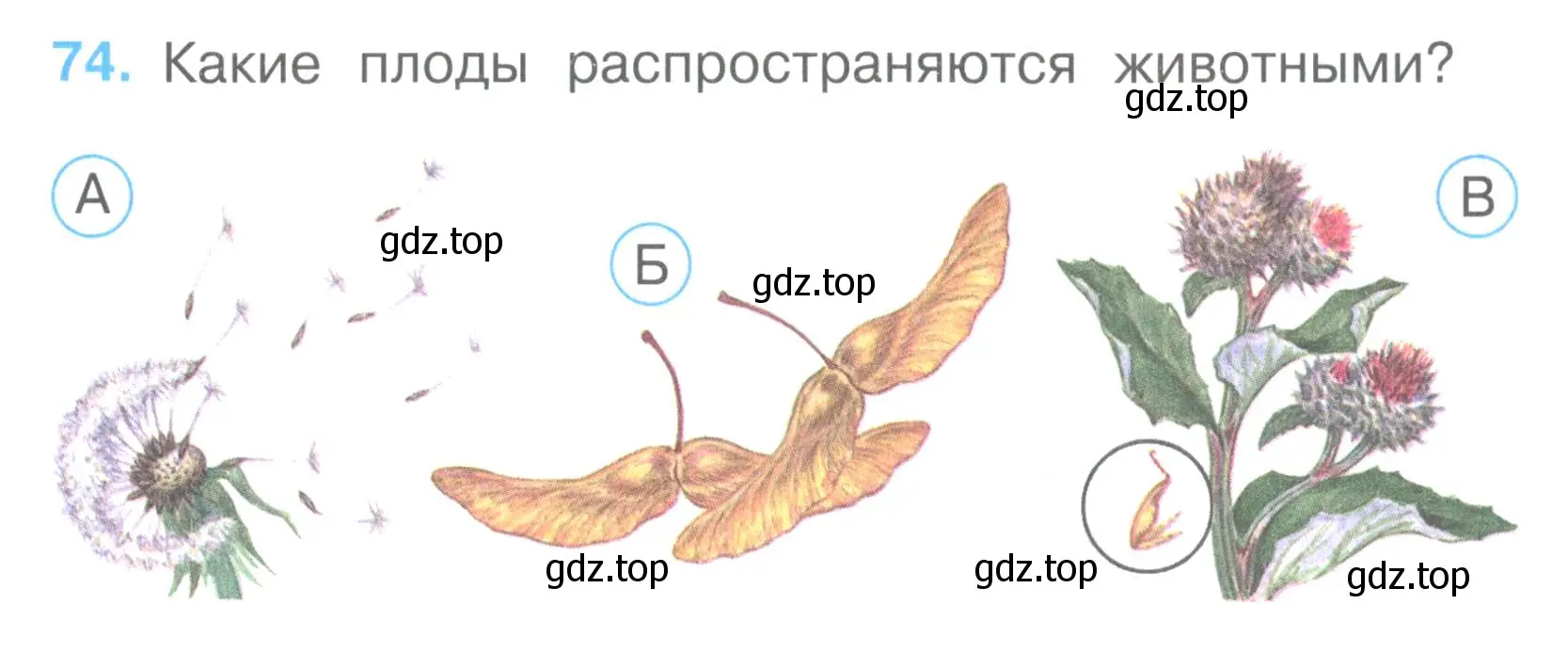 Условие номер 74 (страница 24) гдз по окружающему миру 3 класс Плешаков, Гара, тесты