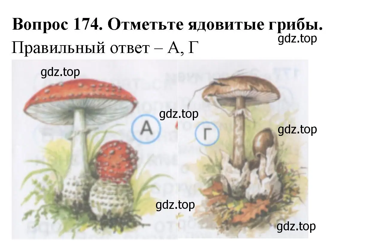 Решение номер 174 (страница 53) гдз по окружающему миру 3 класс Плешаков, Гара, тесты