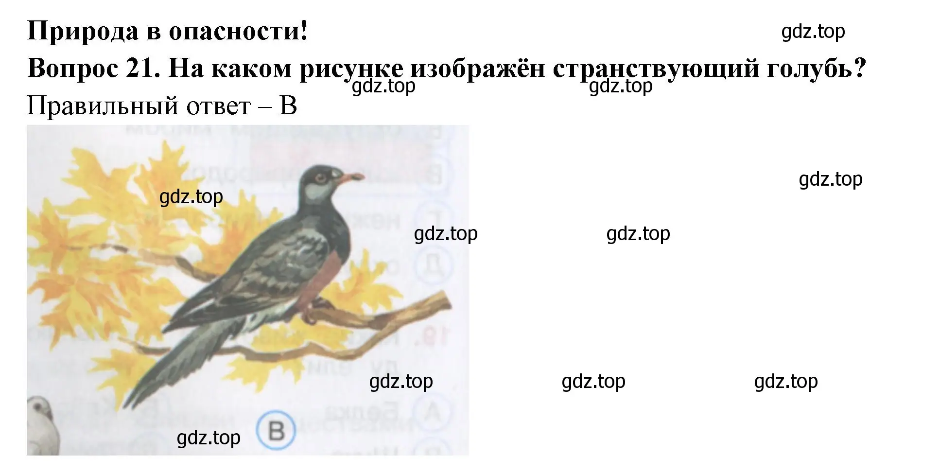 Решение номер 21 (страница 8) гдз по окружающему миру 3 класс Плешаков, Гара, тесты