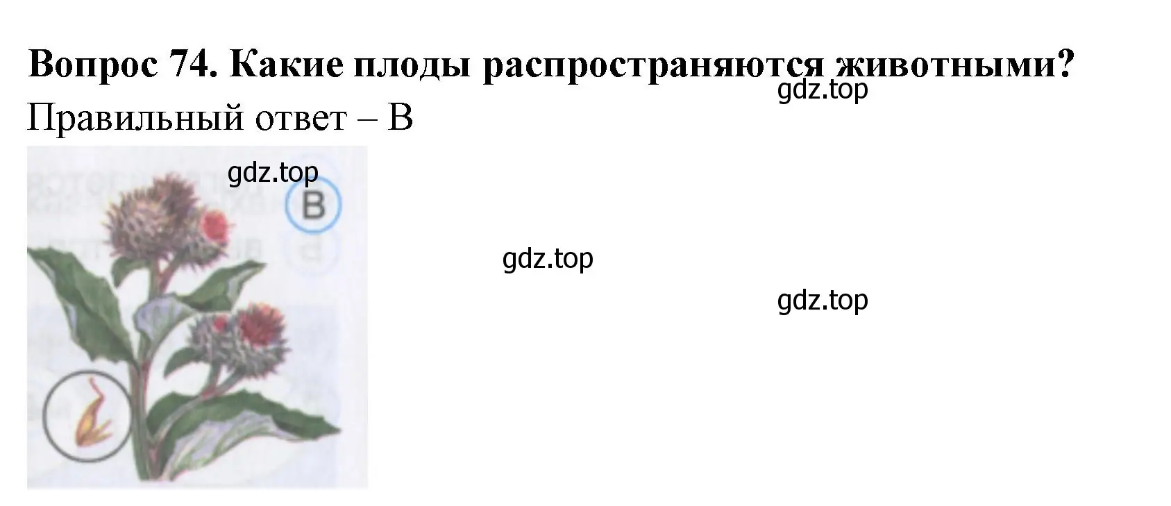 Решение номер 74 (страница 24) гдз по окружающему миру 3 класс Плешаков, Гара, тесты