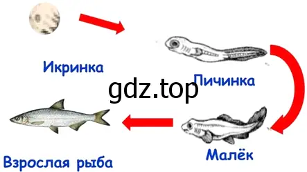 Модель развития рыб - окружающий мир 3 класс Плешаков